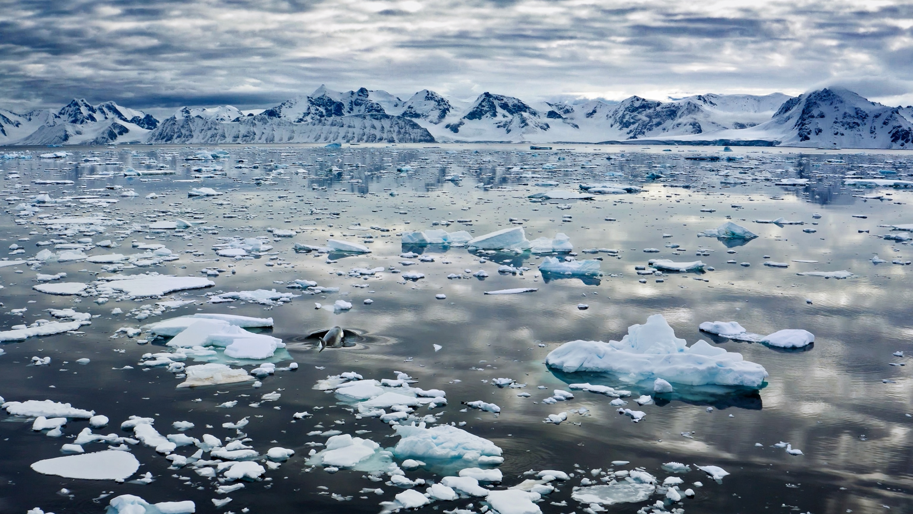 Sea and glacial ice floats in an Antarctic channel as an orca searches for seals to hunt