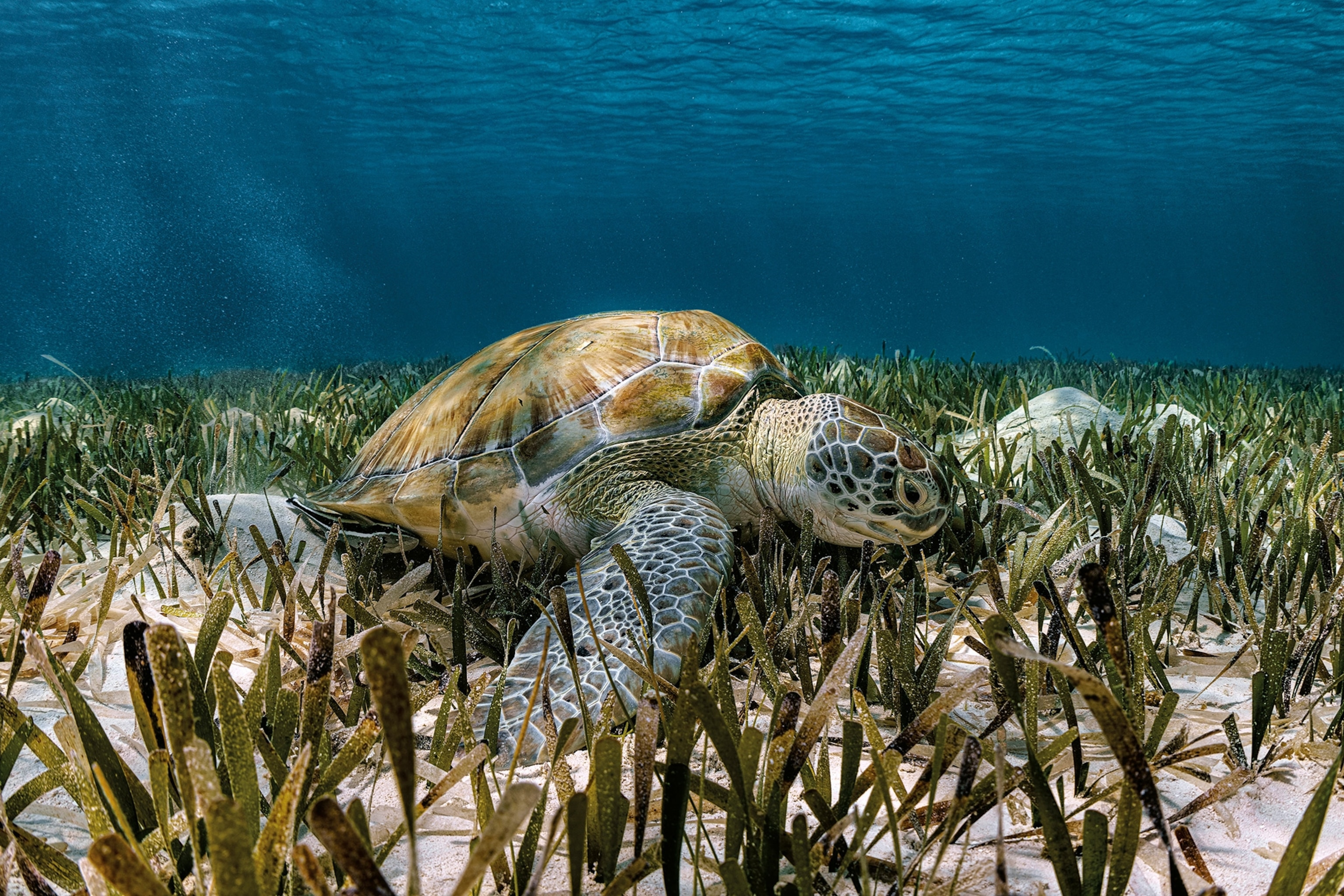 Turtle rests in sea grass with rays of light highlighting it's body.