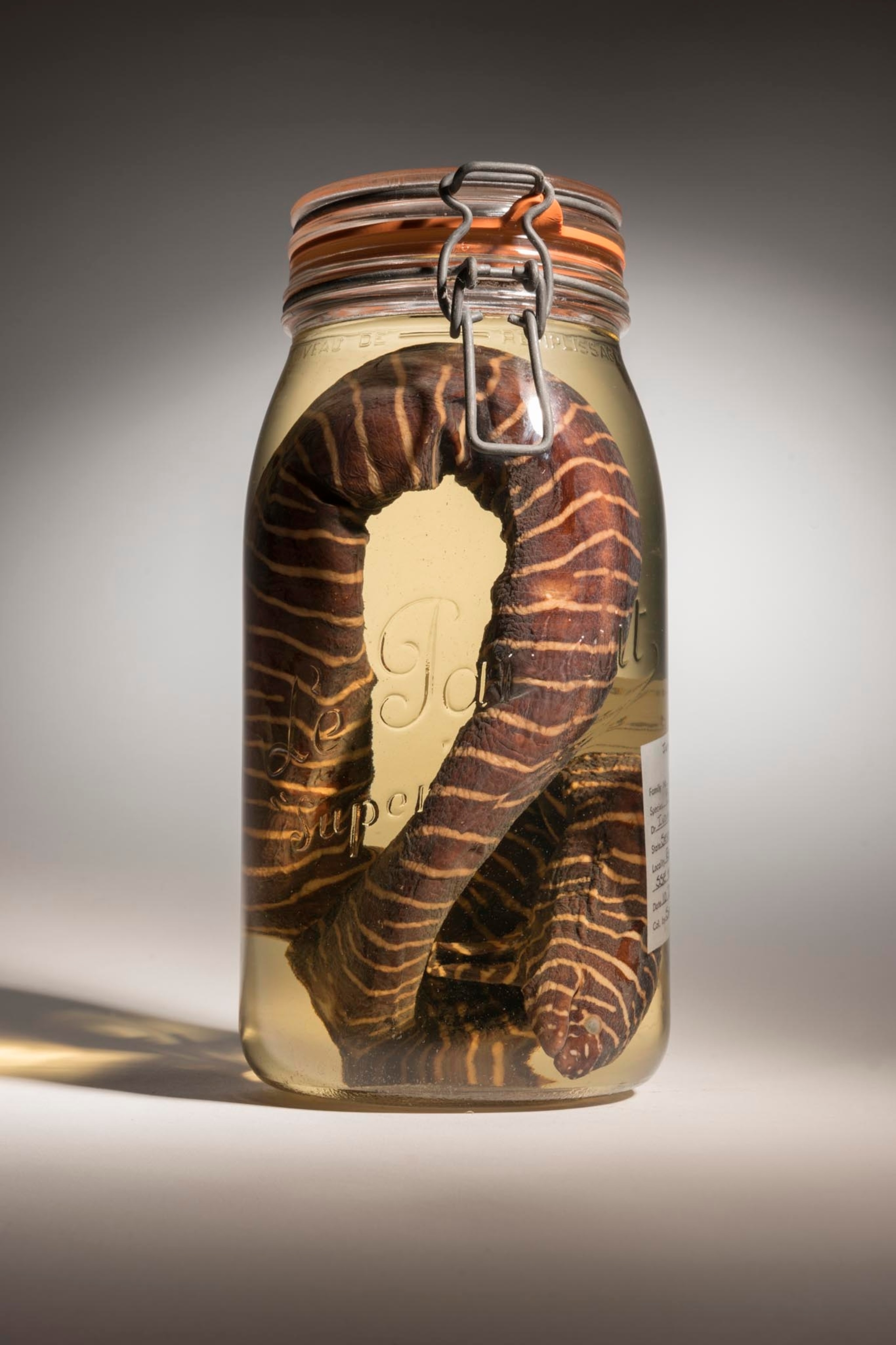 a zebra moray eel in a jar