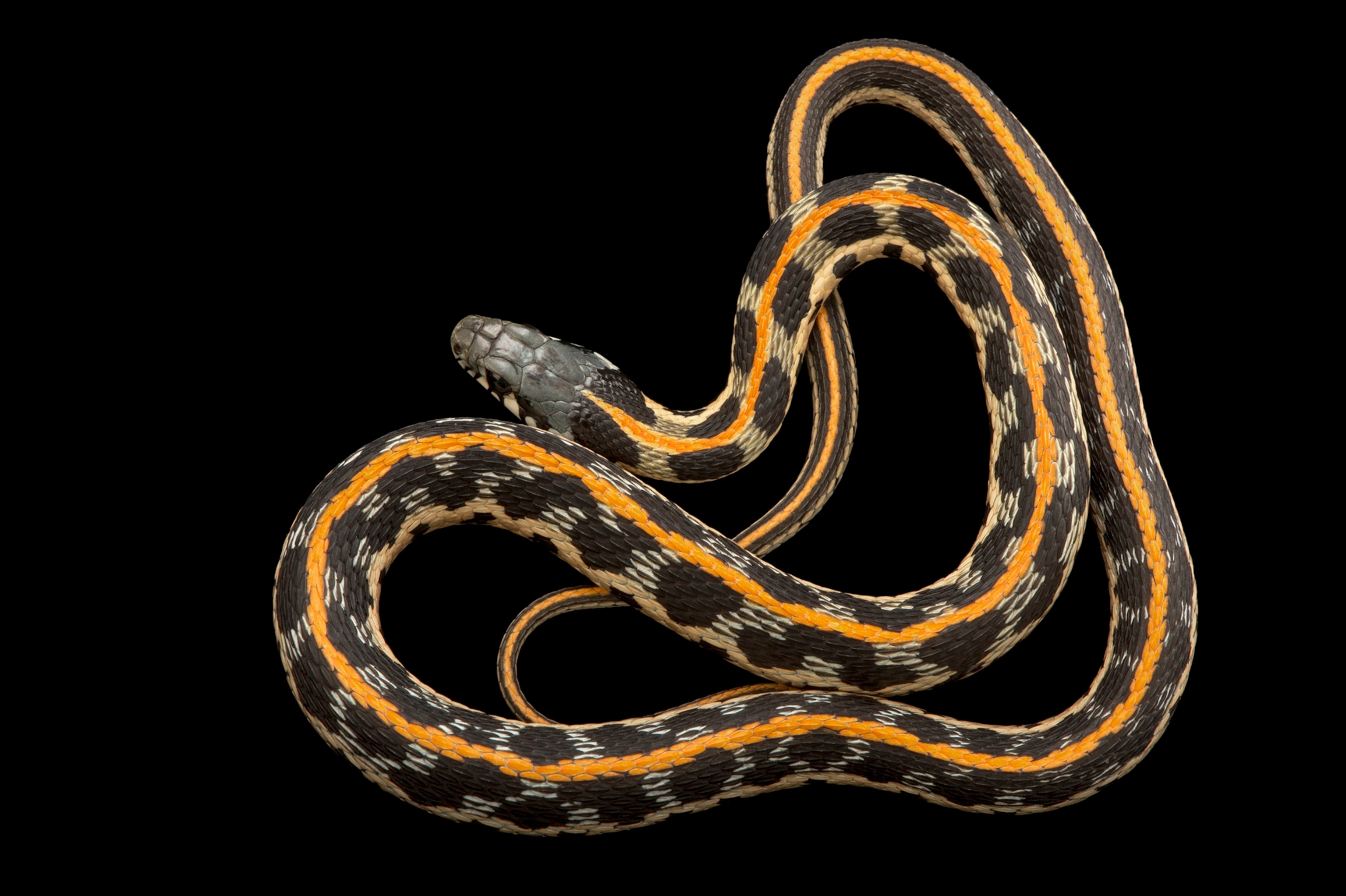 snake