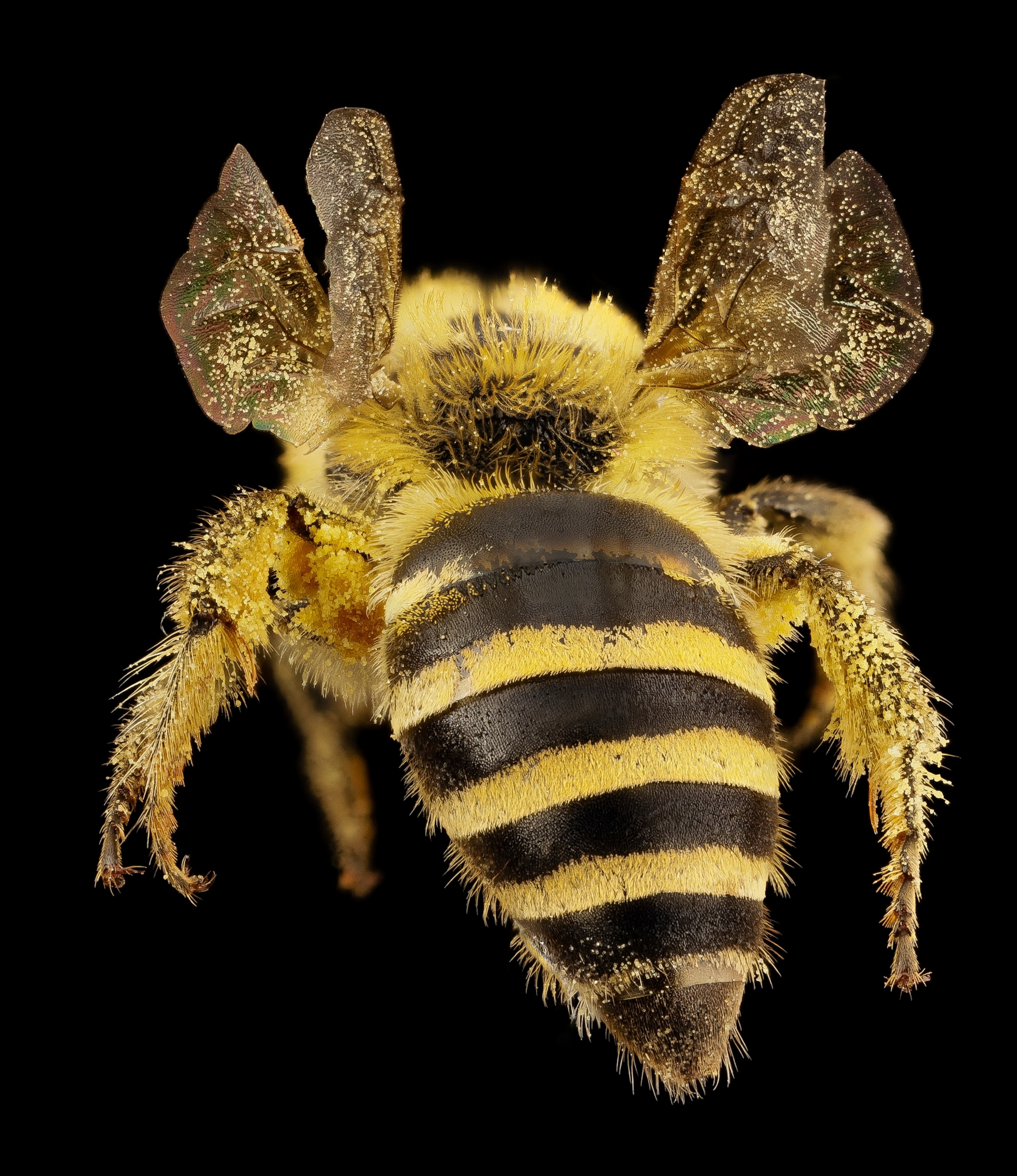 a Colletes hederae bee