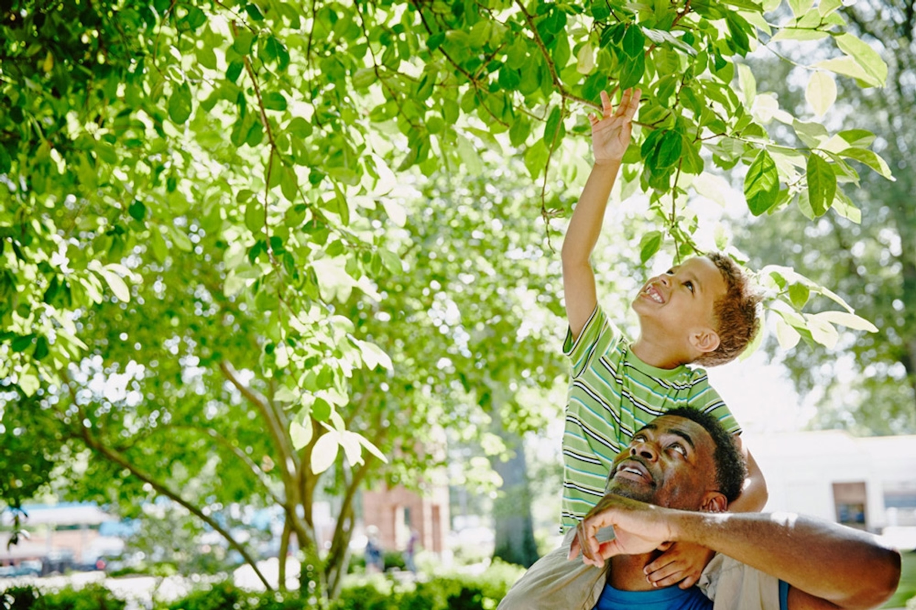 Smiling boy riding on fathers shoulders reaching up towards leaves on tree during walk in park. Tennessee.