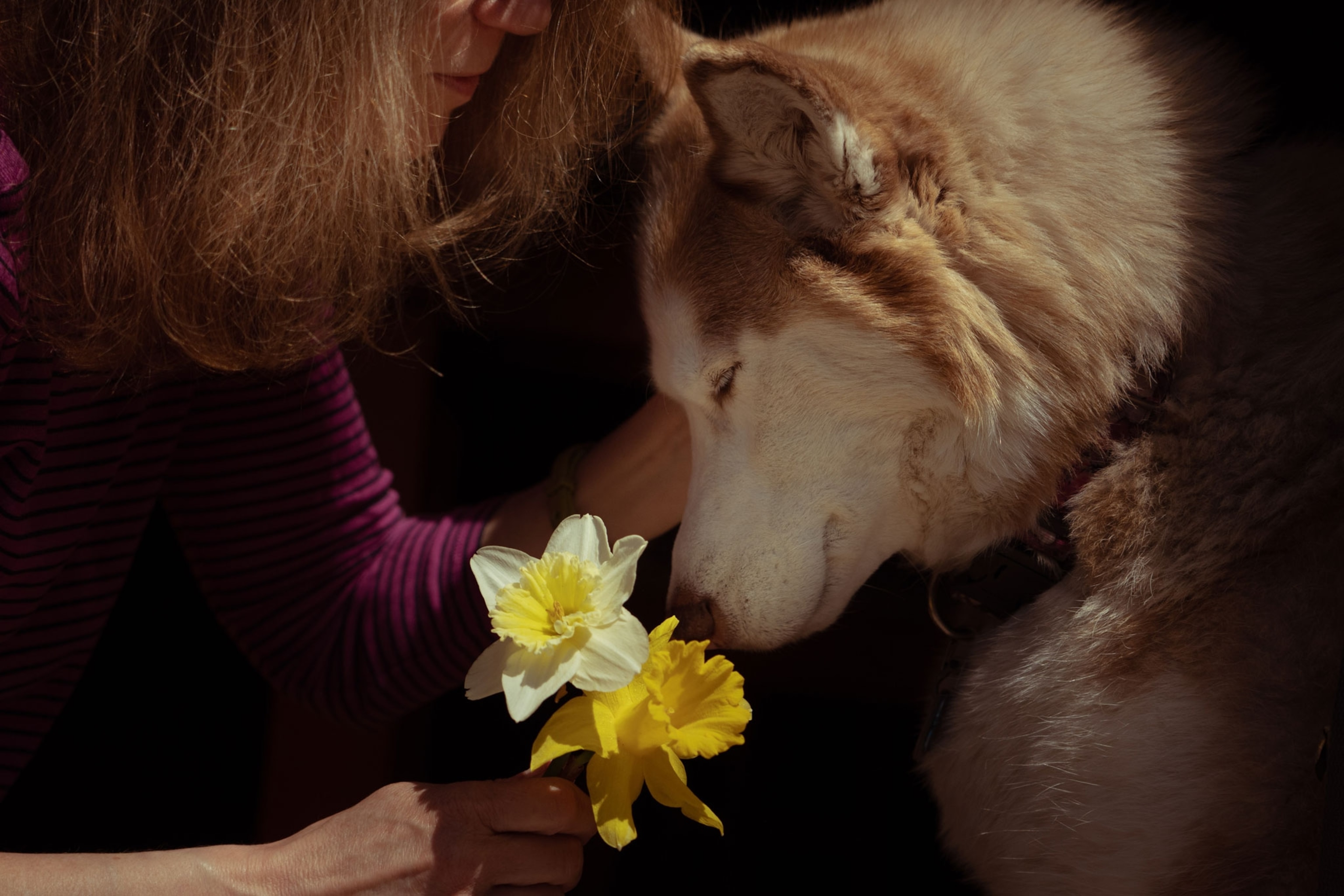 a dog putting its forehead against a woman's