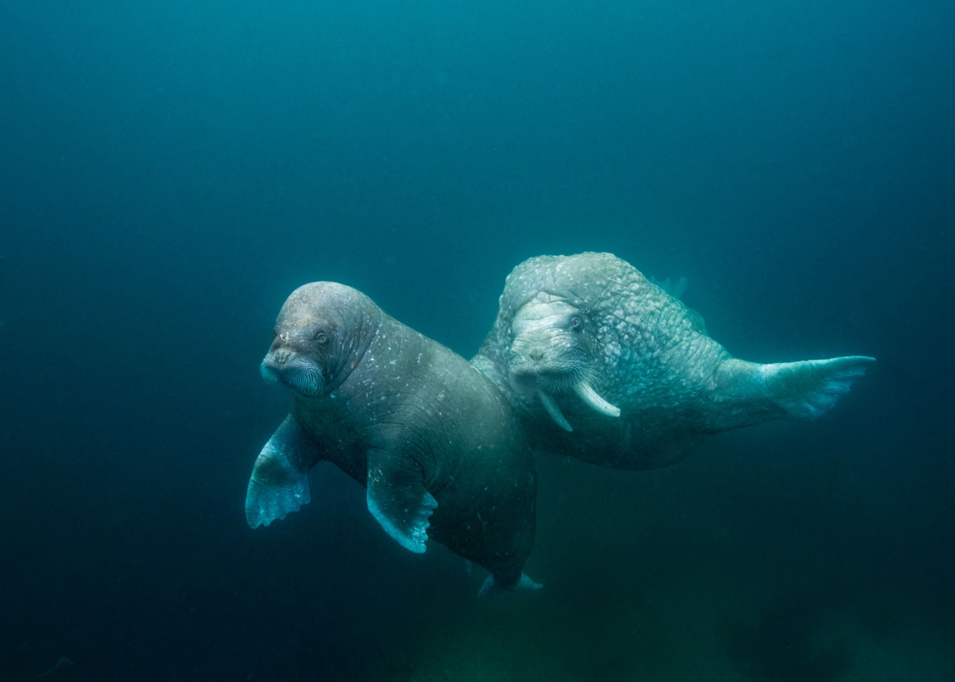 two Walruses swimming underwater side by side