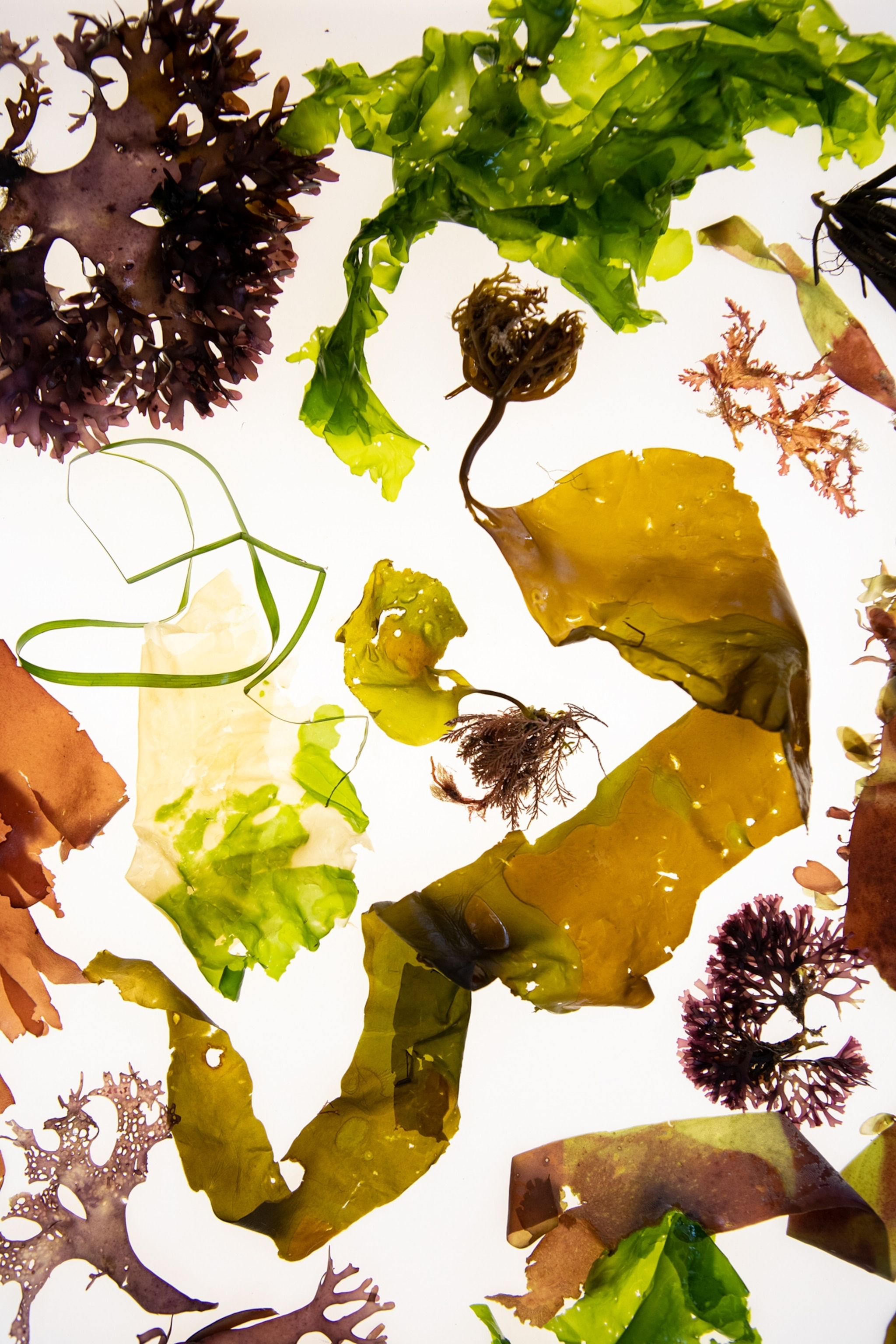 The purples, golds, and greens of a variety of Gulf of Maine seaweed species shine through on a light table