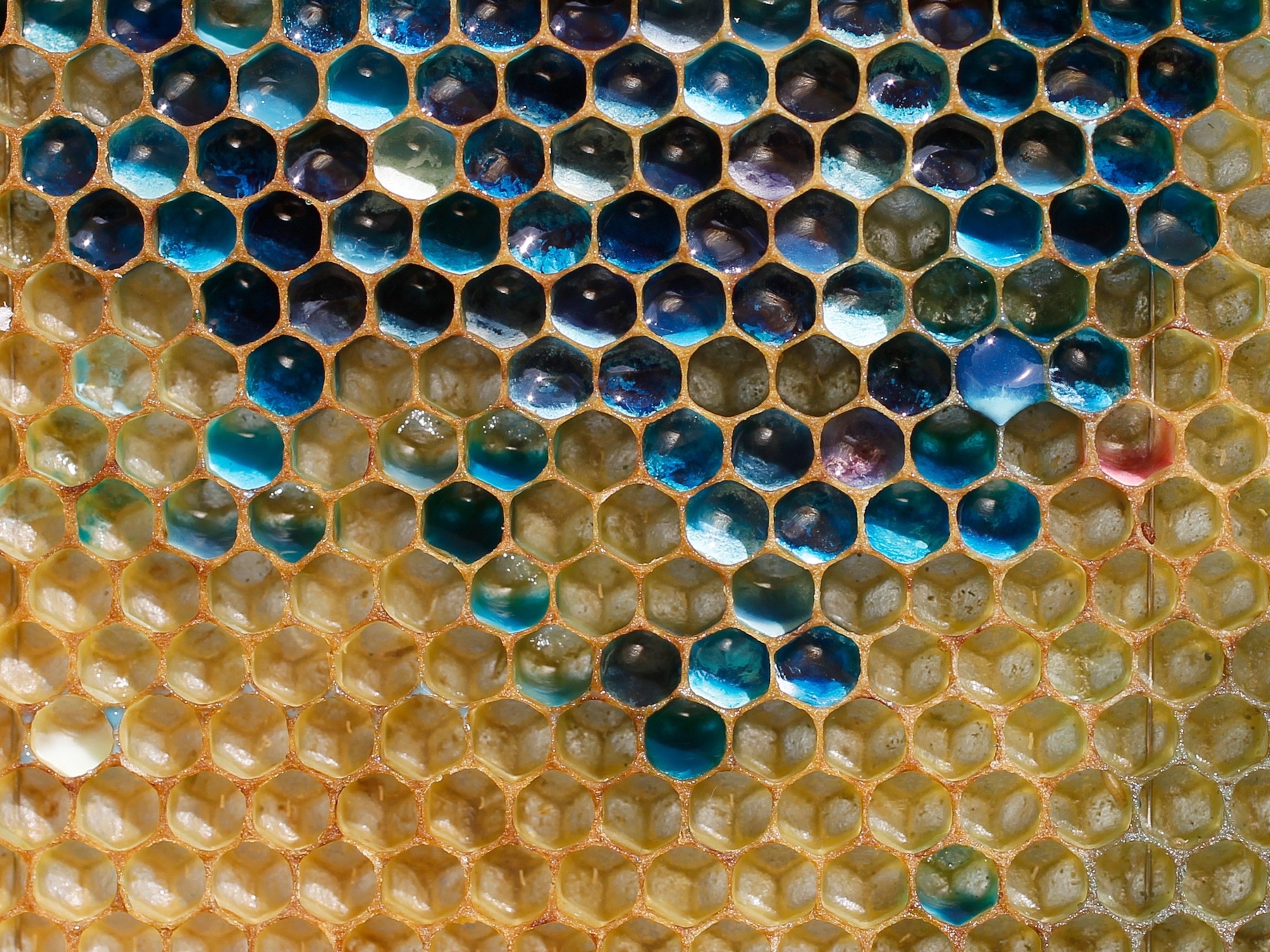 Honeycomb picture - from bees that ate M&Ms;