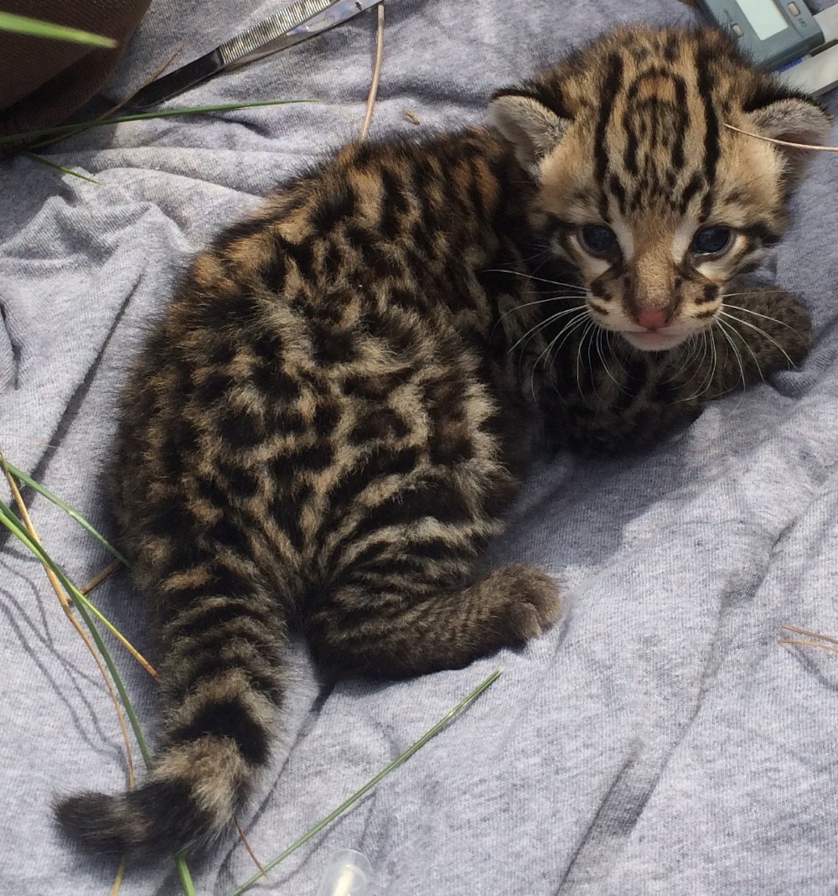 baby ocelot