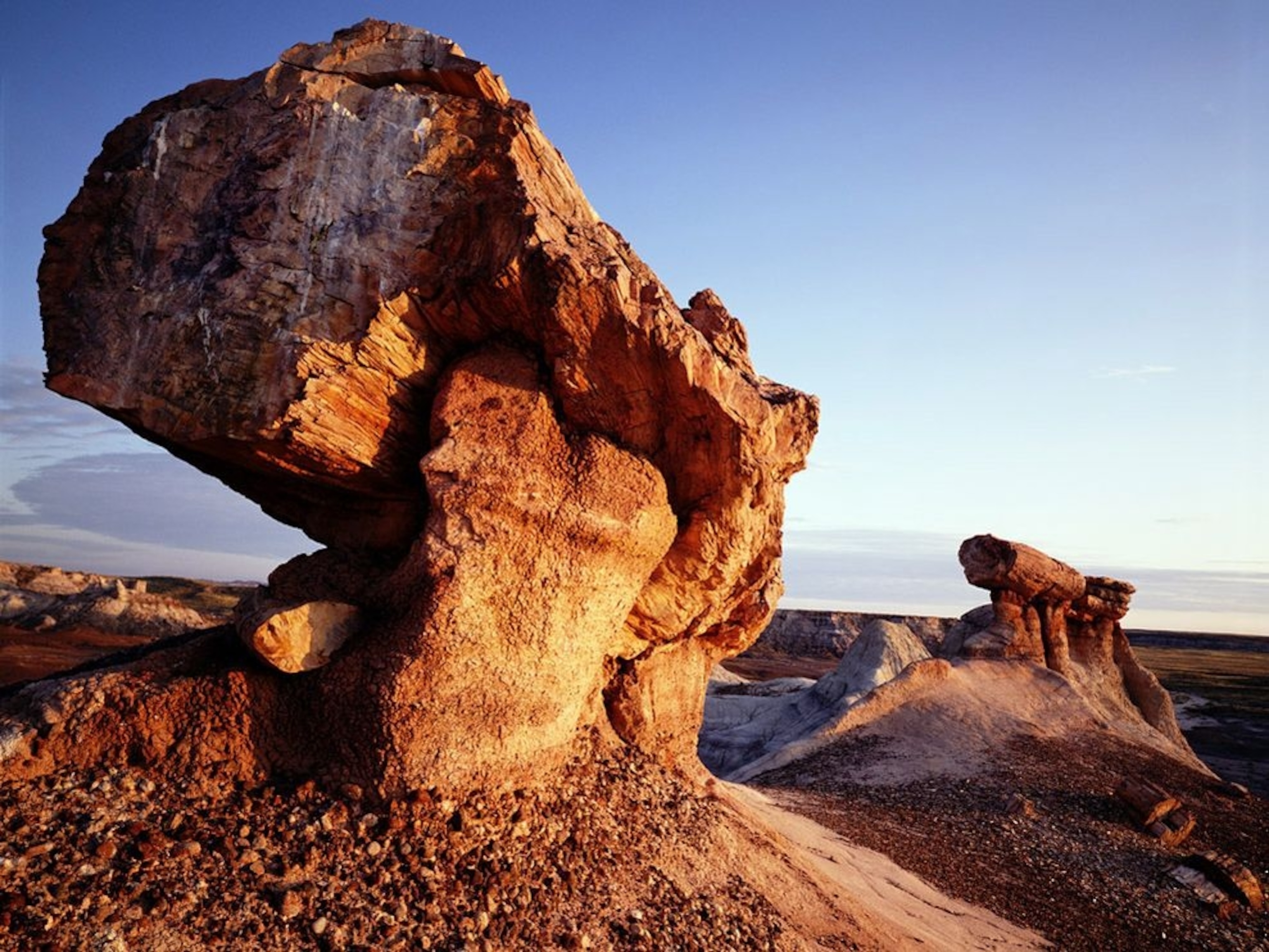large petrified logs