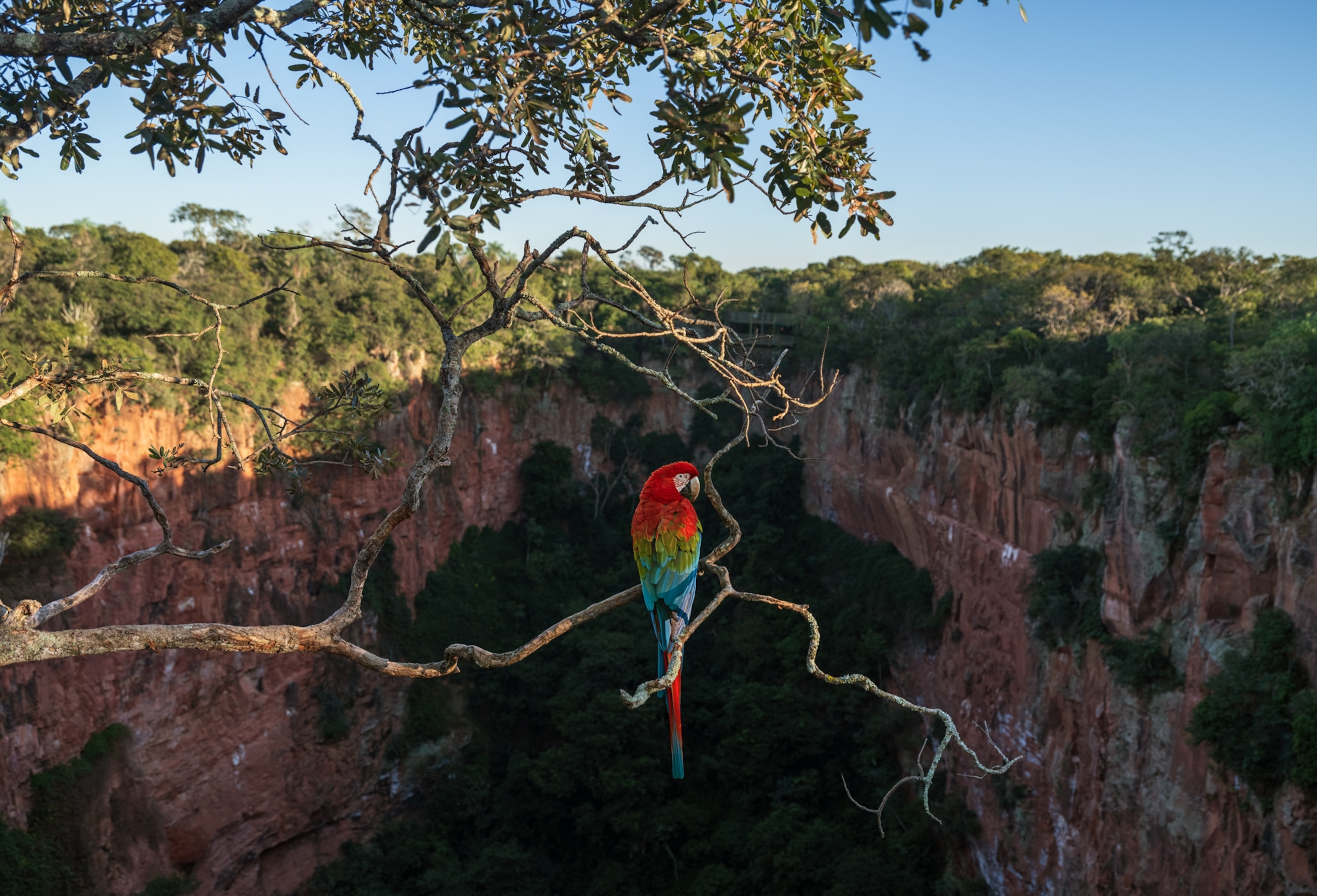 A red-and-green macaw perches above a sandstone crater known as Buraco das Araras.