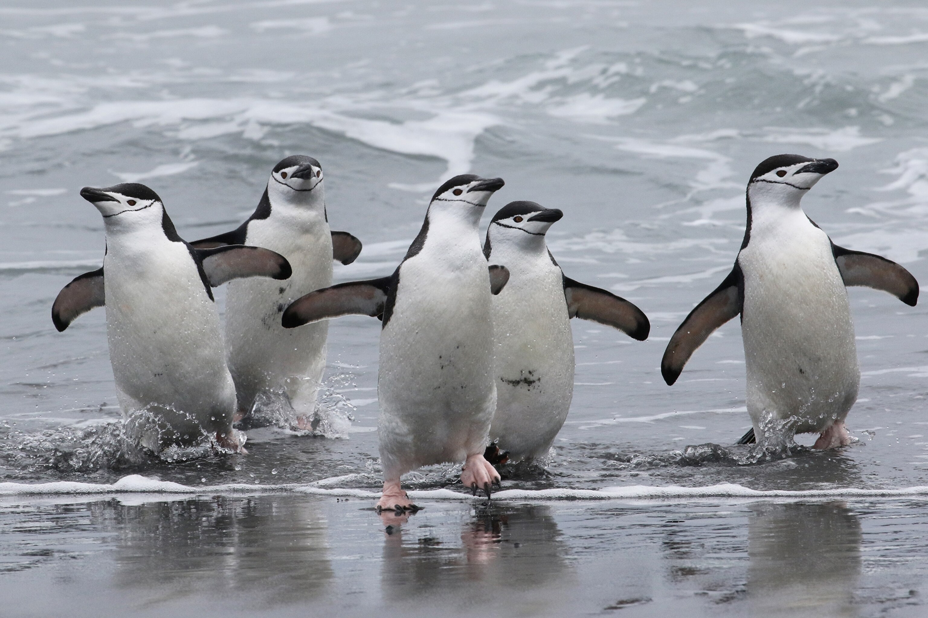 chinstrap penguins