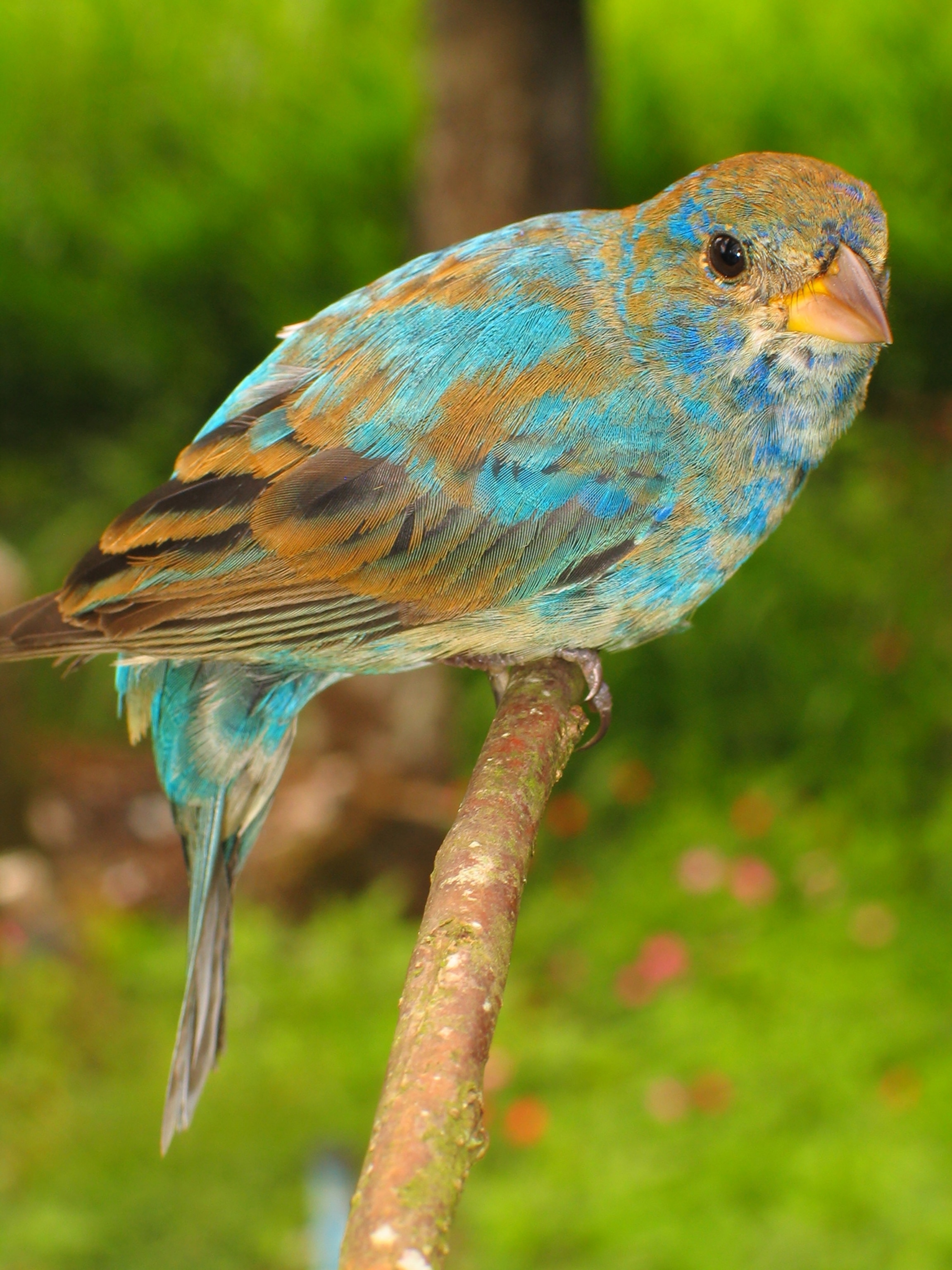 A bird with light blue and brown feathers sits on a branch