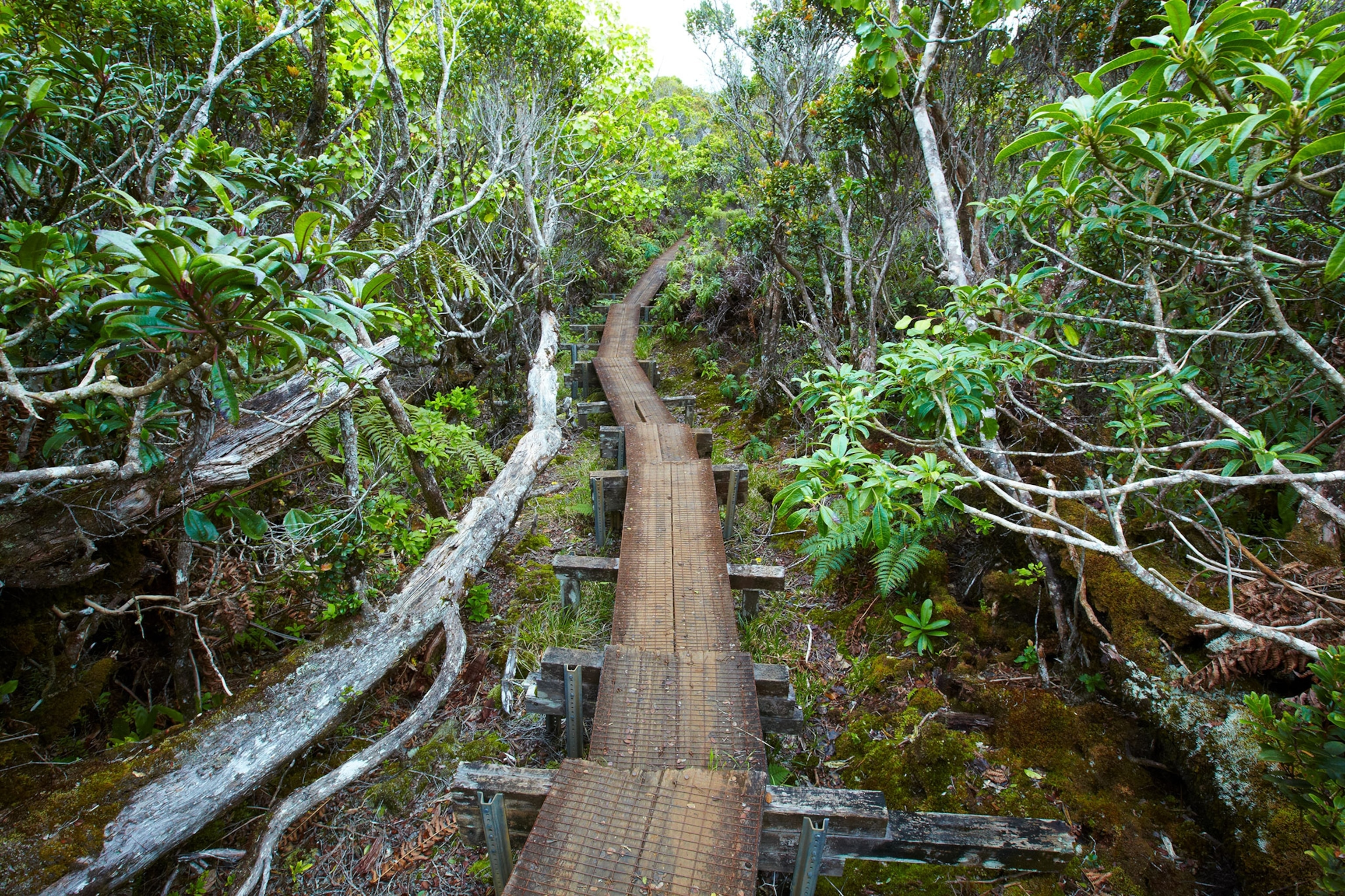a two-plank wooden path leads down the center of the image with green trees on the side and a watery bog below.