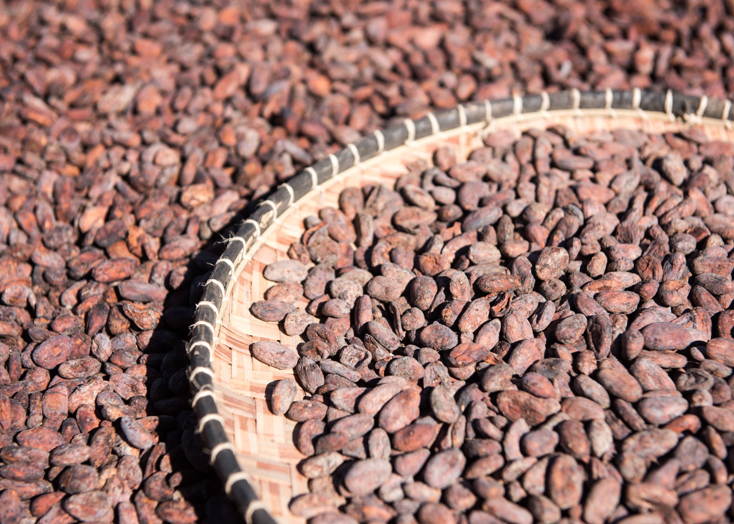 cacao beans in a basket