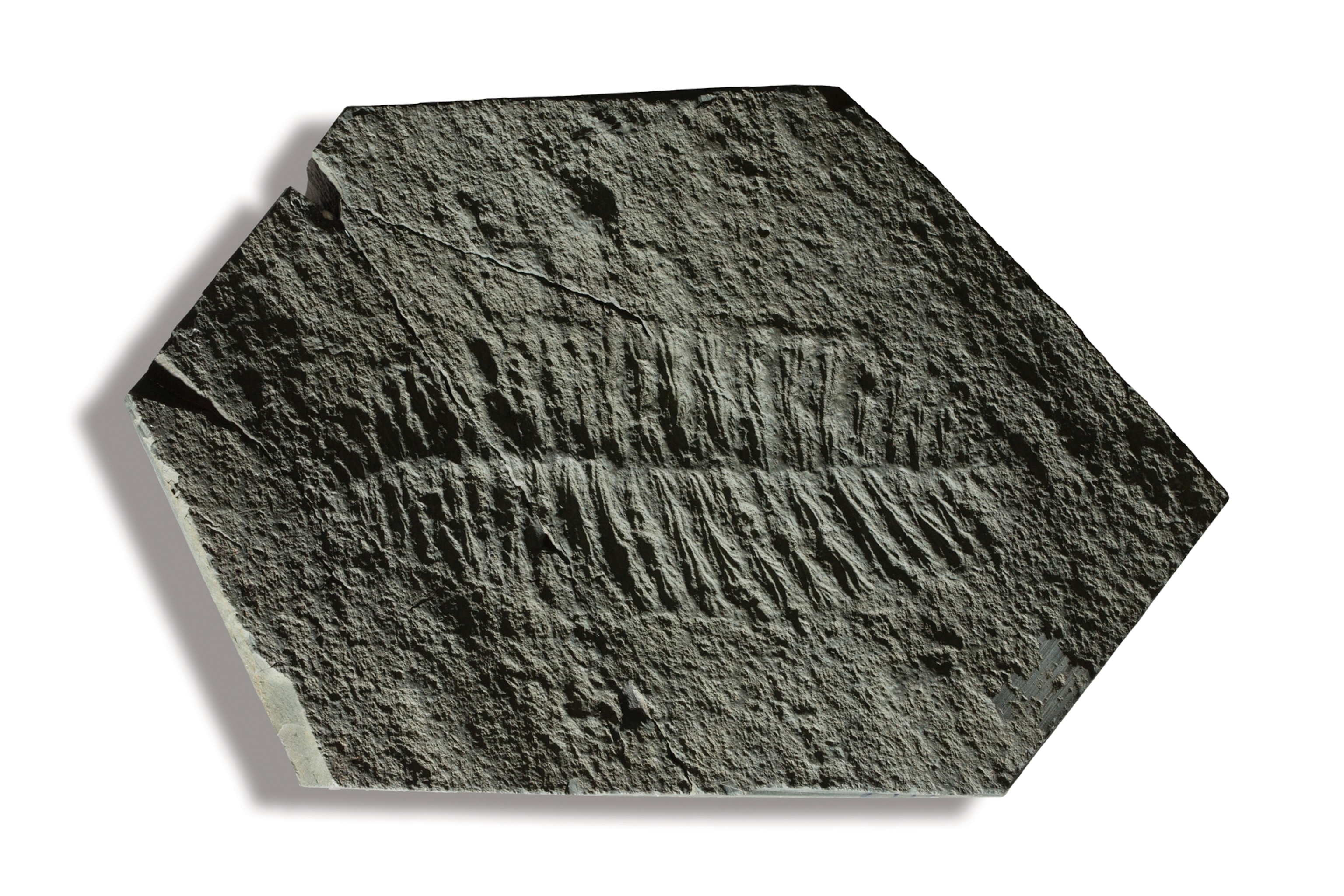 a Fractofusus misrai fossil on a white background