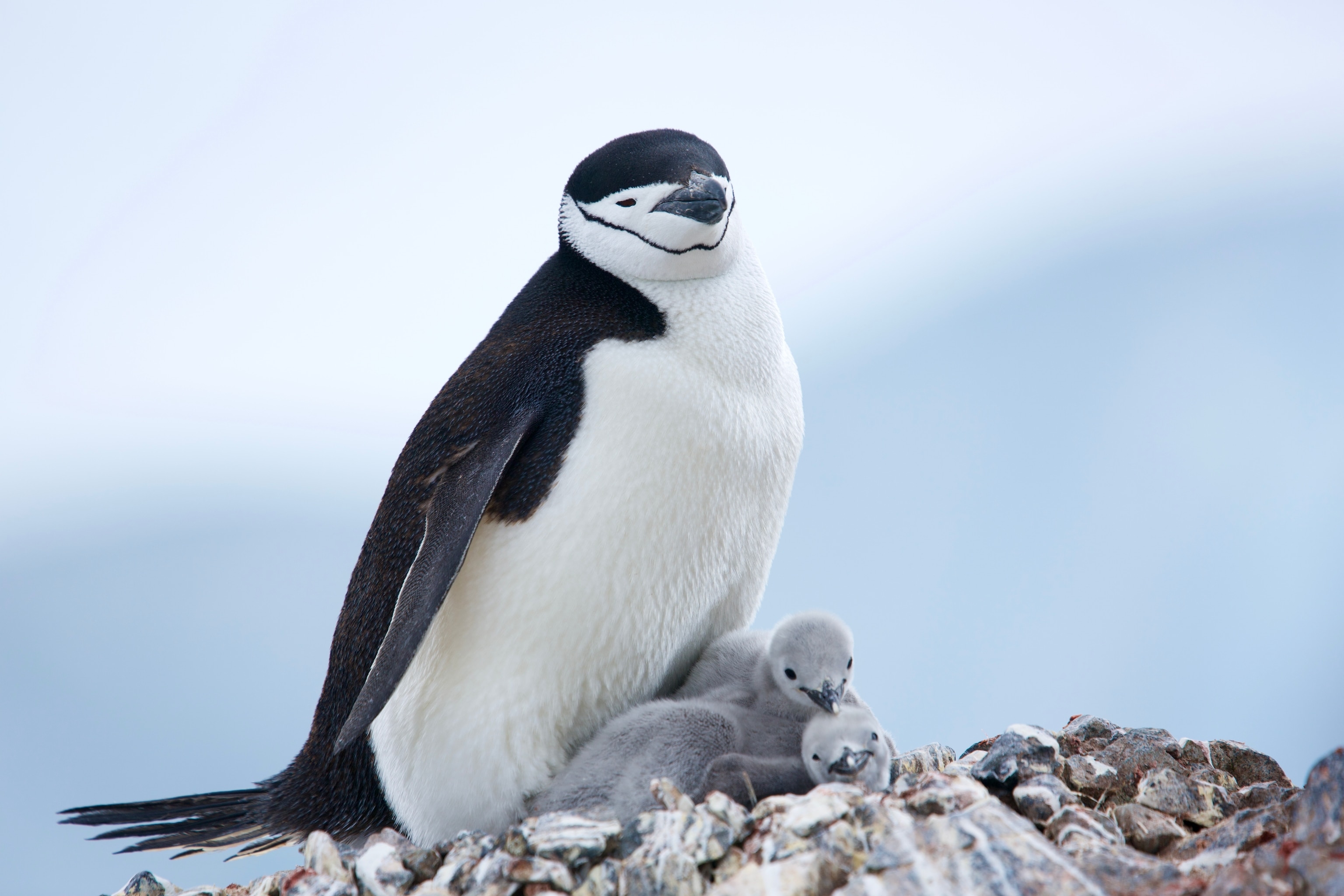 Chinstrap penguin (Pygoscelis antarcticus) at Cape Gerlache on the West Antarctic Peninsula, Jan. 5 2022. We visited colonies of gentoo penguins to study the effects of climate change on these species.