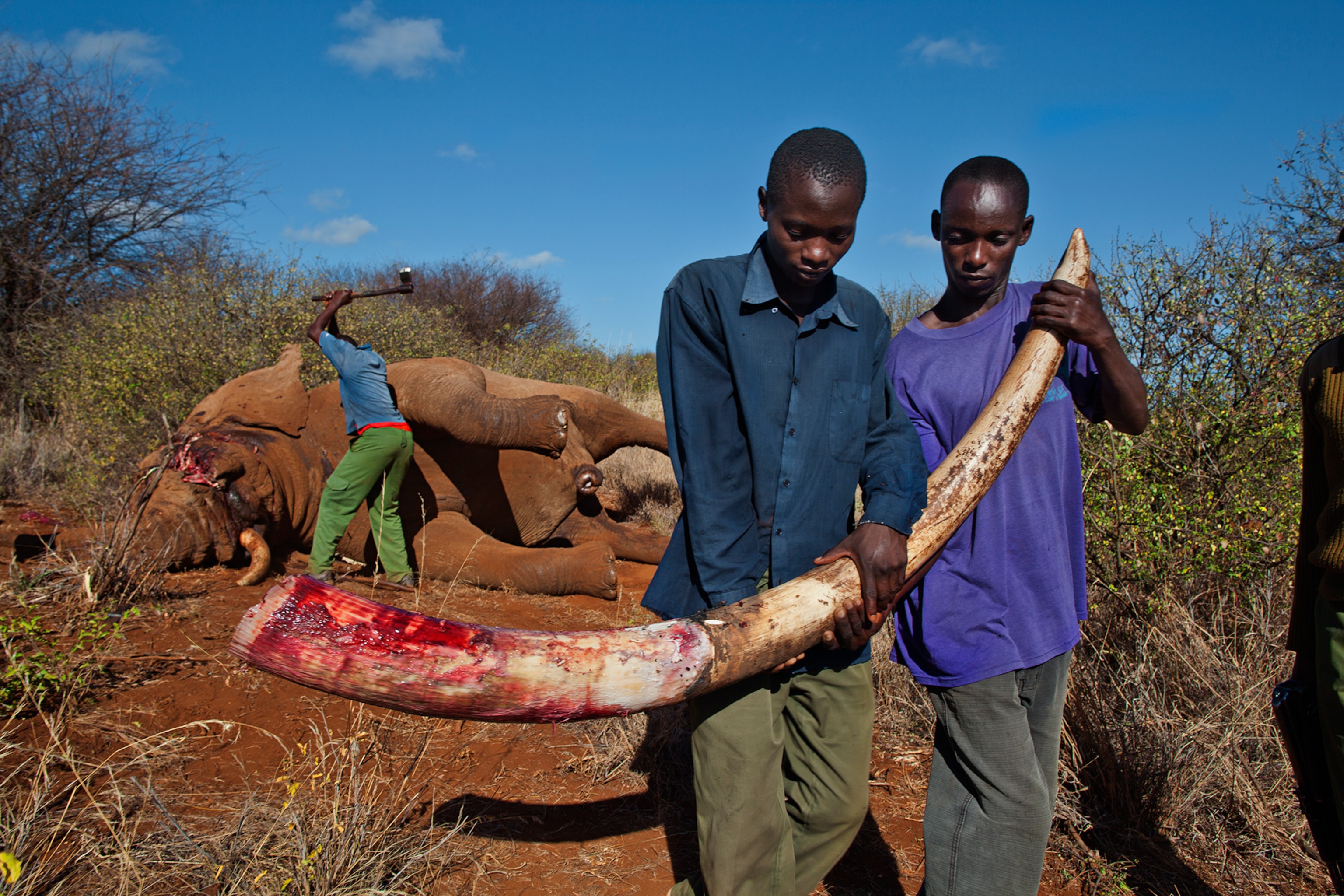 People walking with elephant tusk as man is mid swing cutting another tusk.