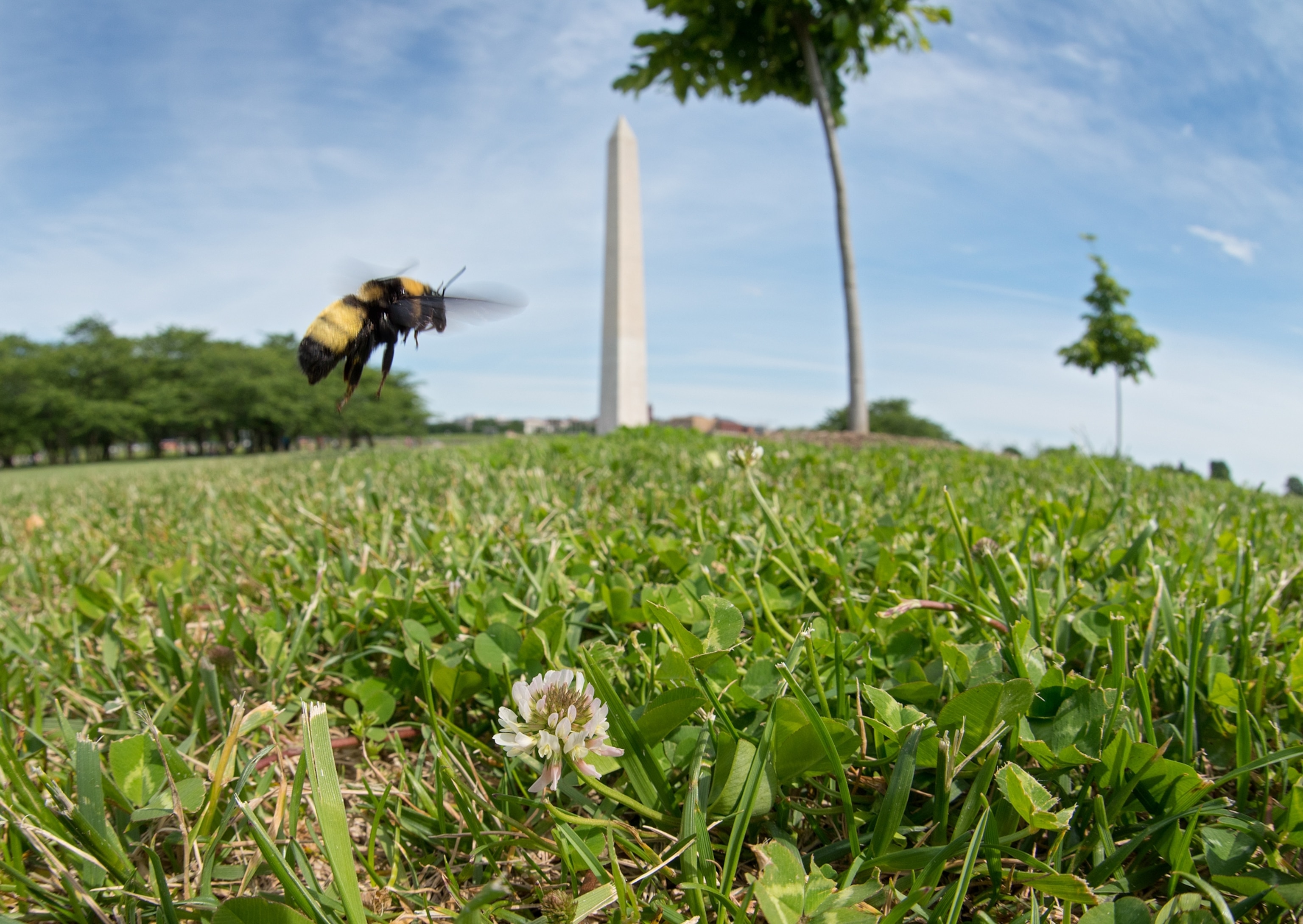 Picture of a bee flying on D.C. National Mall