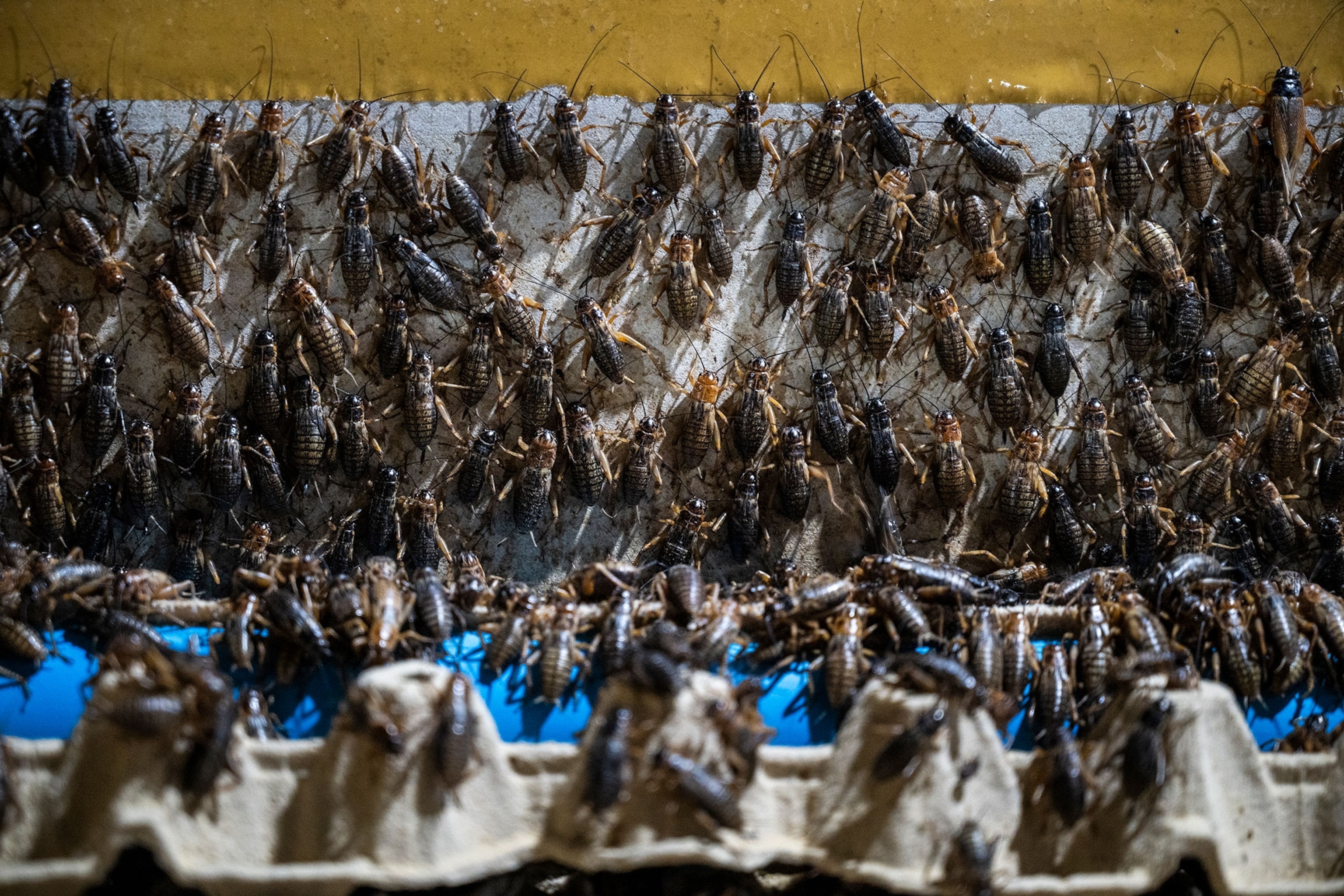Crickets line the side of a large container. They crawl up to a yellow line and stop, at the bottom of the container is blue.