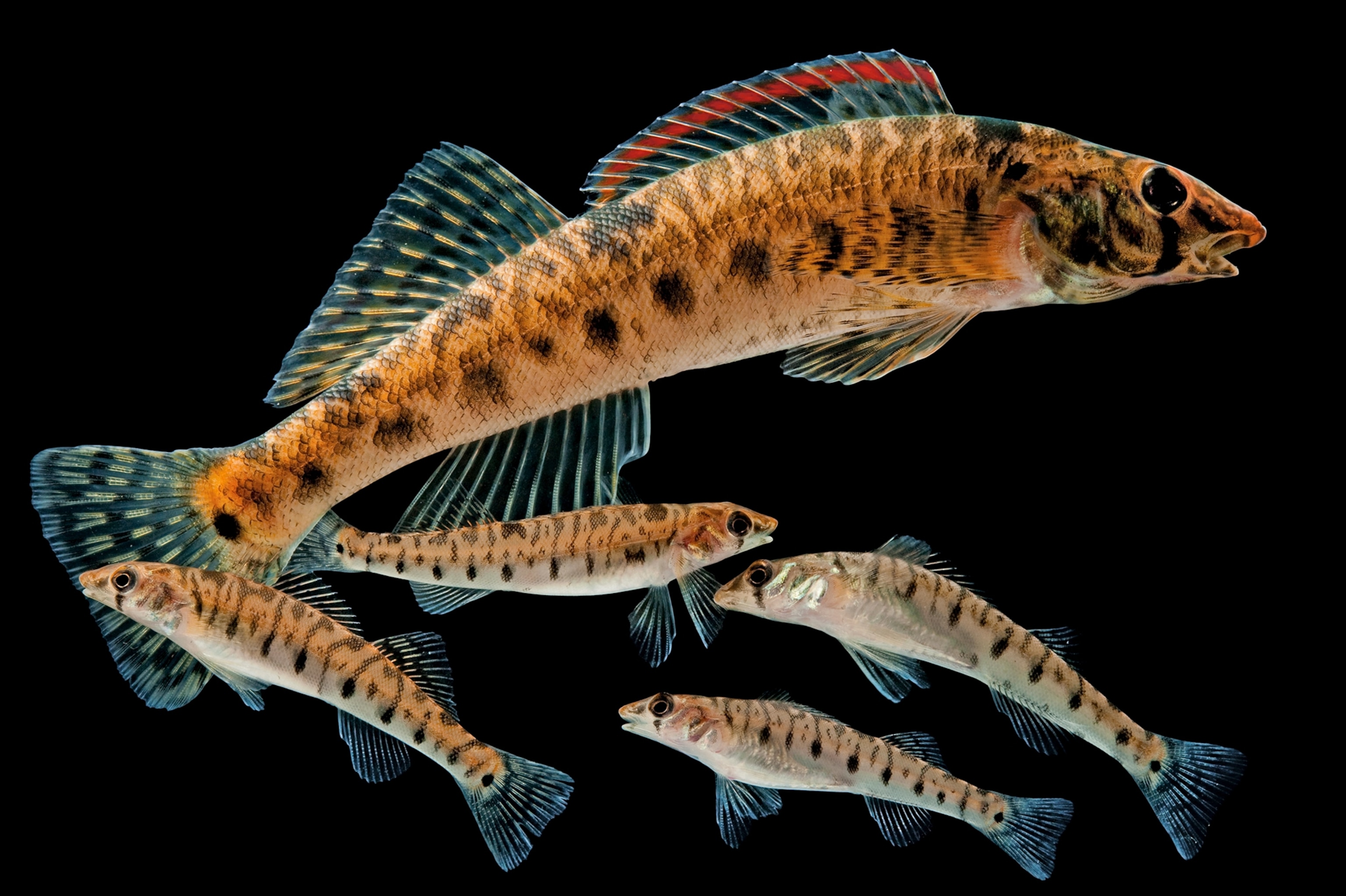 Colorful fish swim together on a black background.