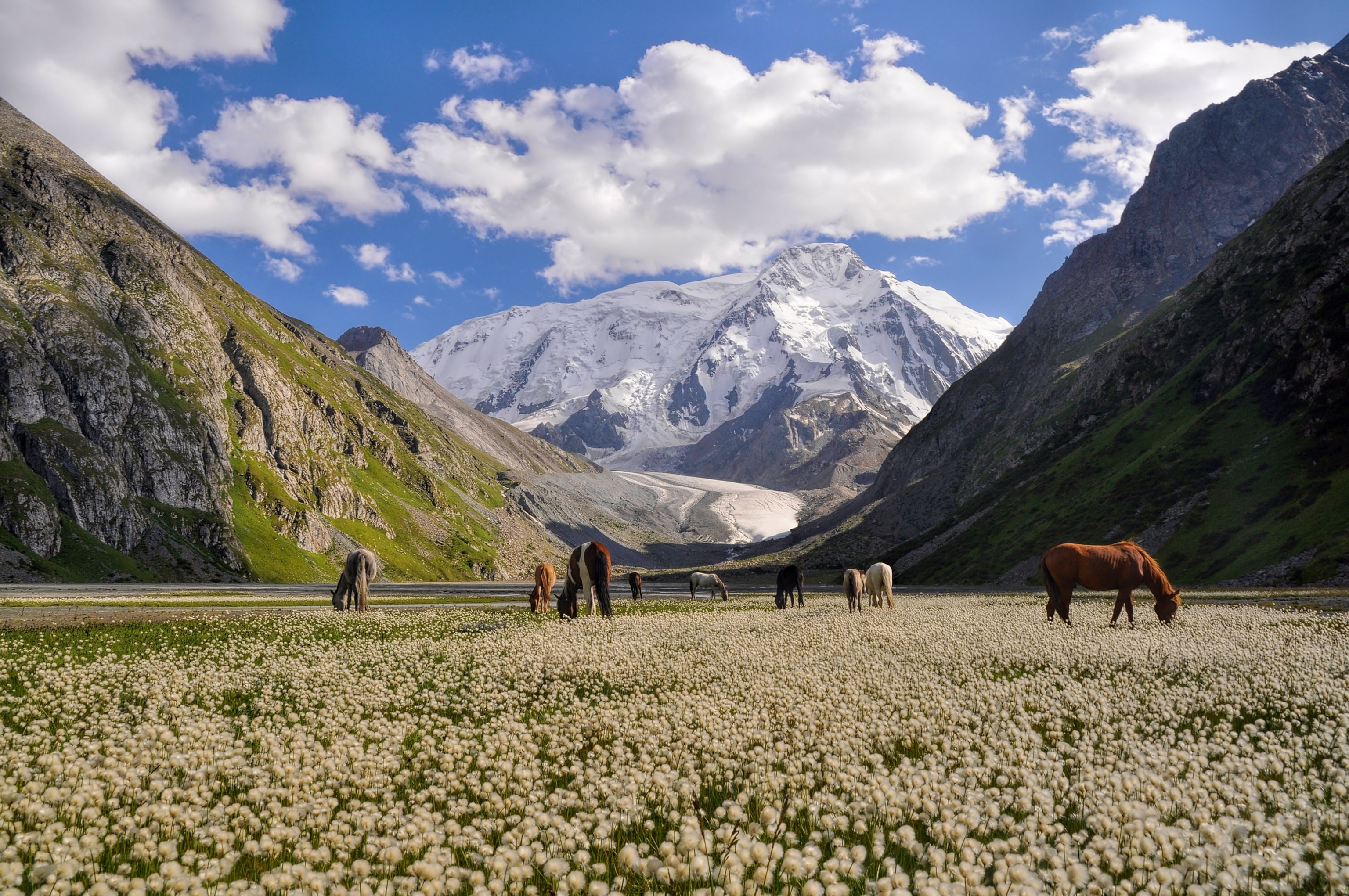 horses grazing on a meadow at the foot of Tien-Shan Mountains