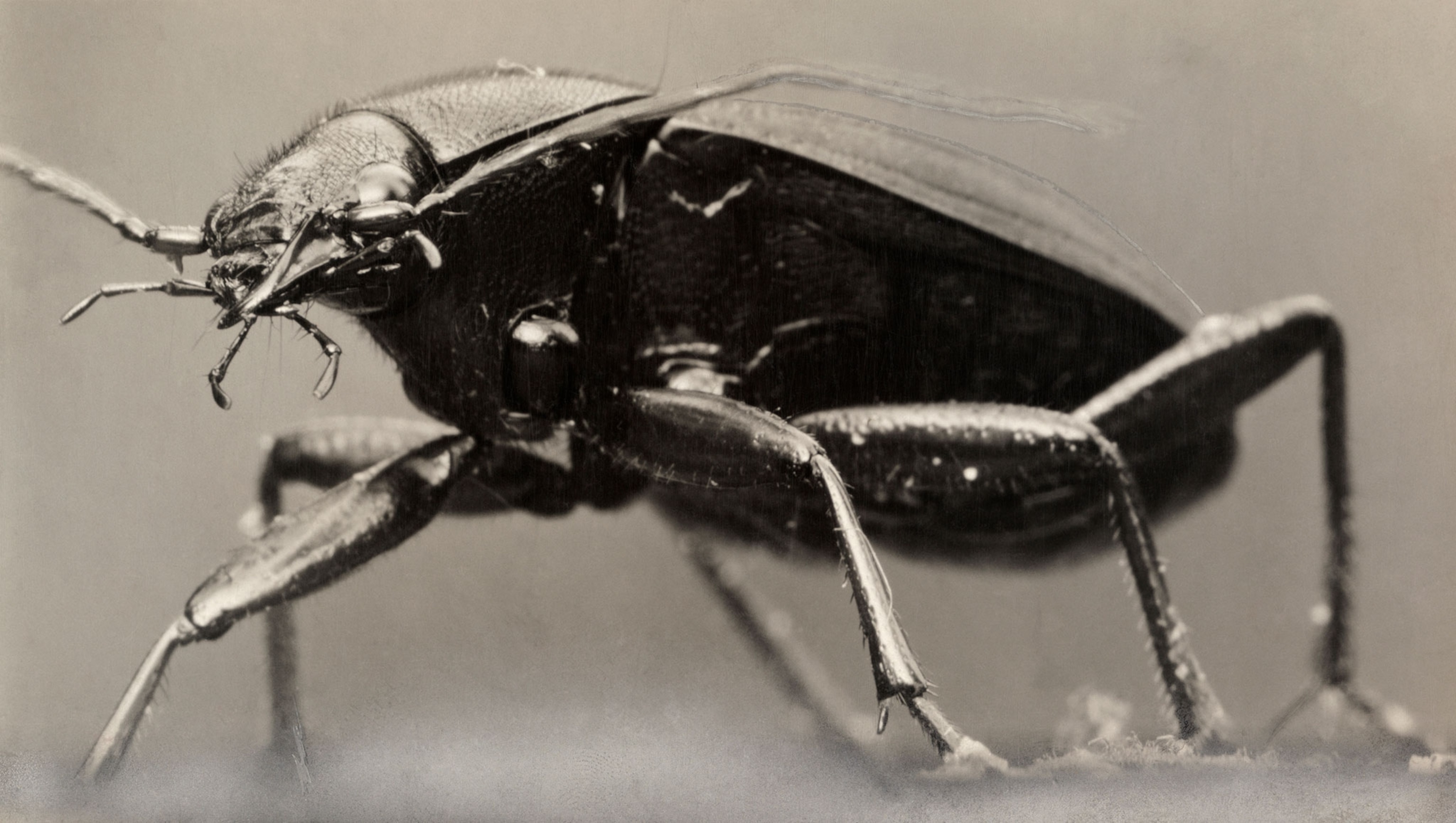 a ground beetle