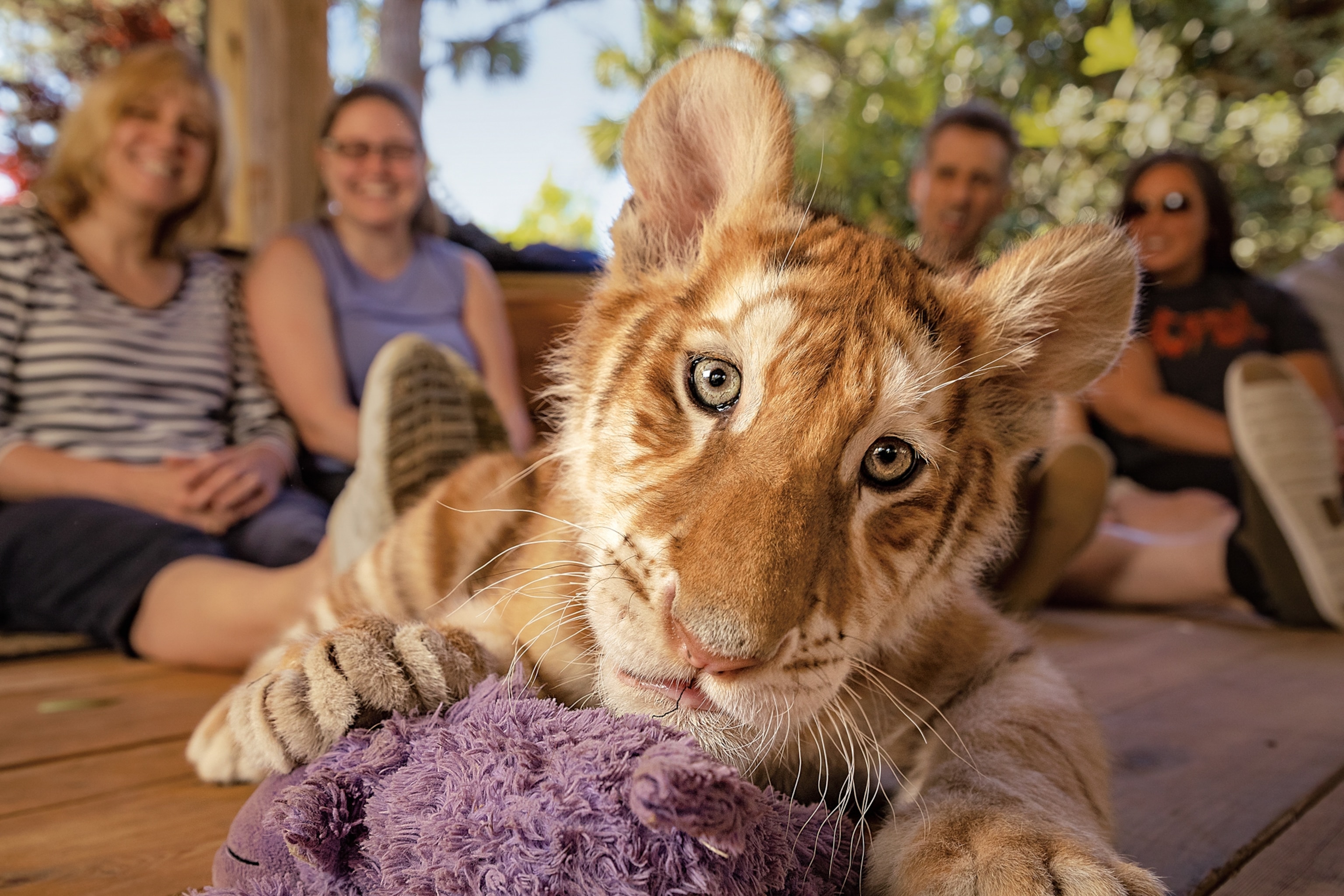 a tiger cub sitting in front of tourists, holding a purple toy