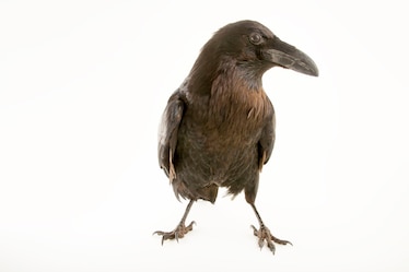 a common raven