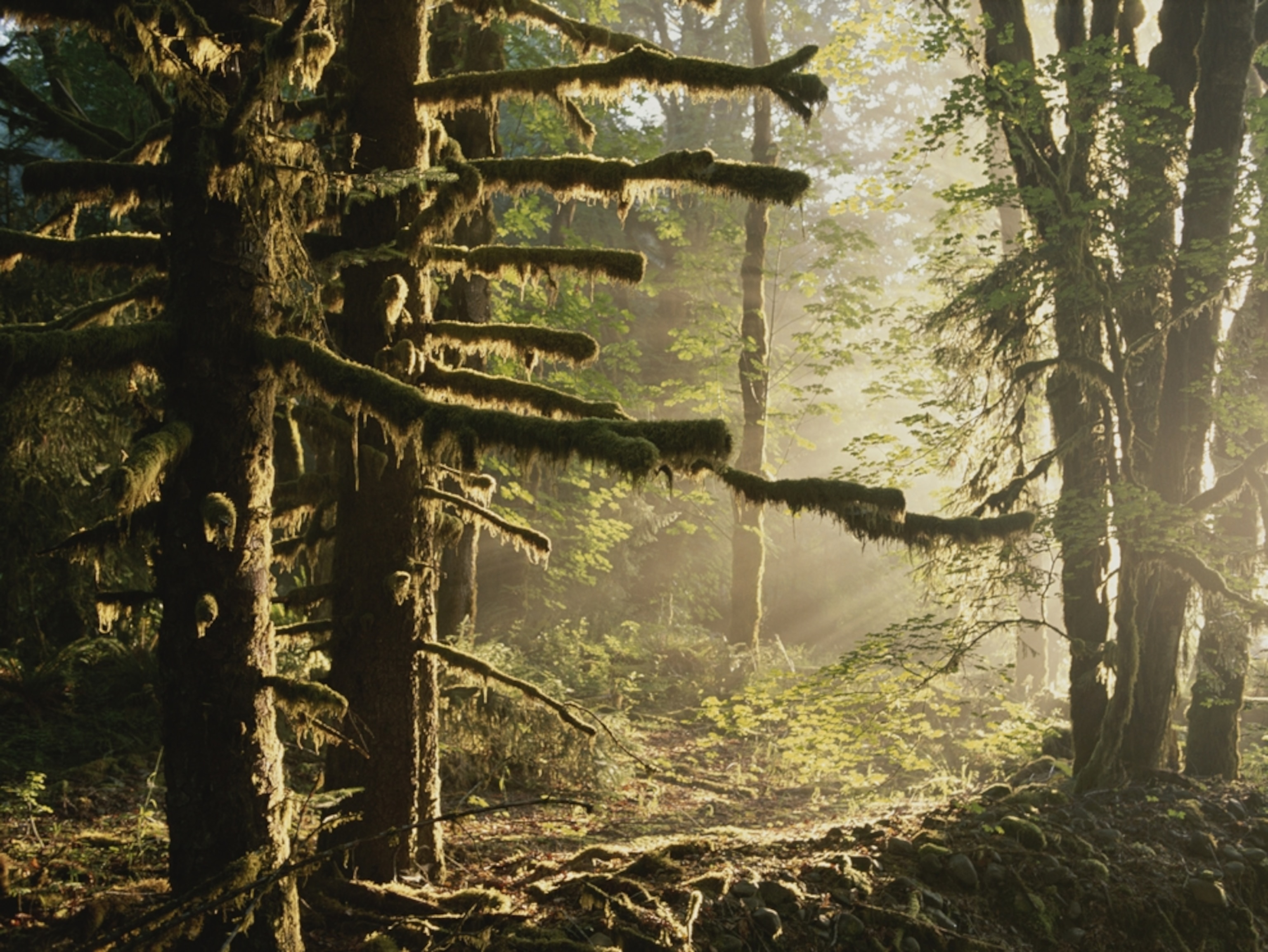 sunlight bathes moss-covered Sitka spruce trees in a golden light