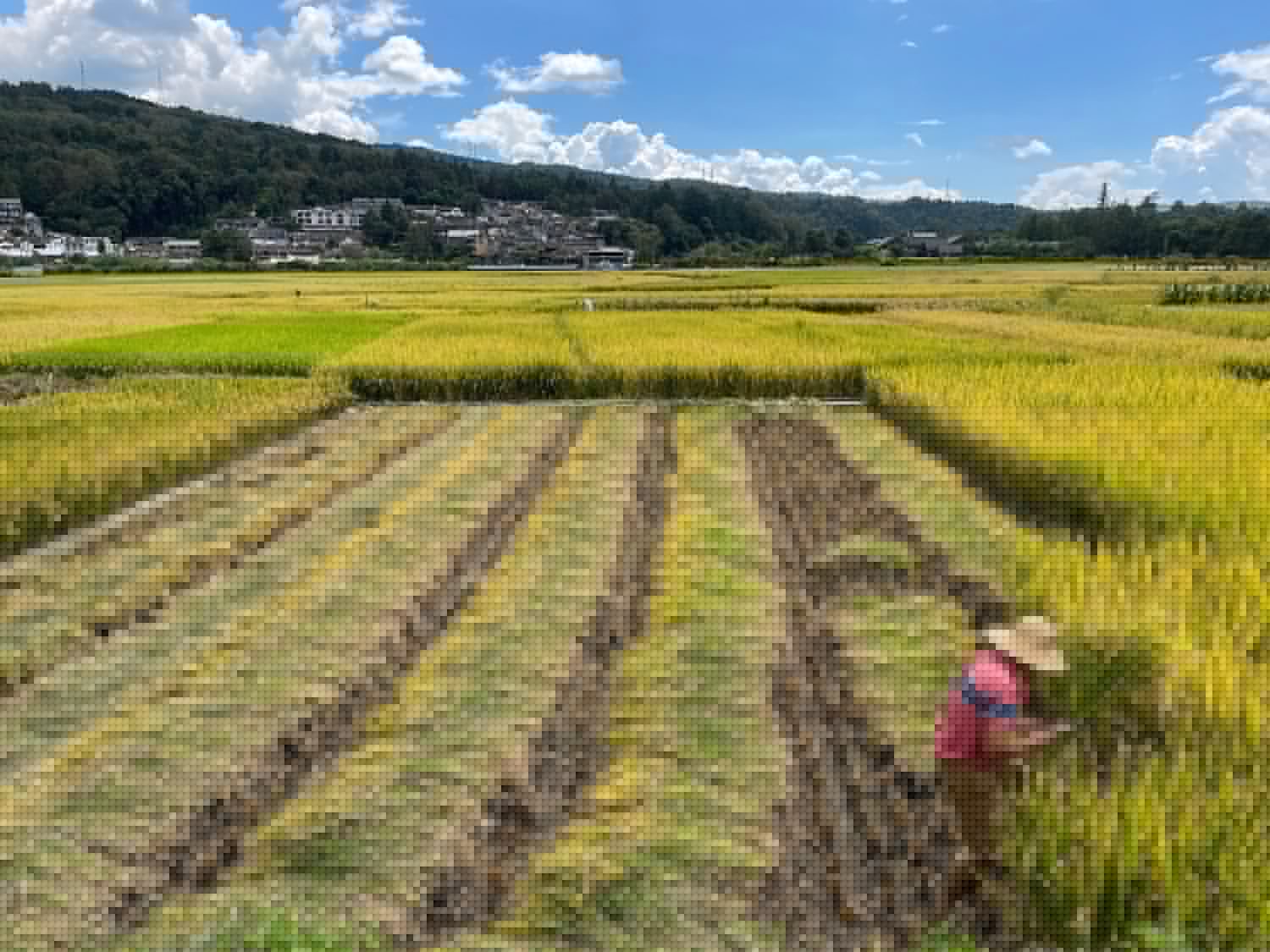 Sheaf by sheaf: rice harvest near Tengchong, China.