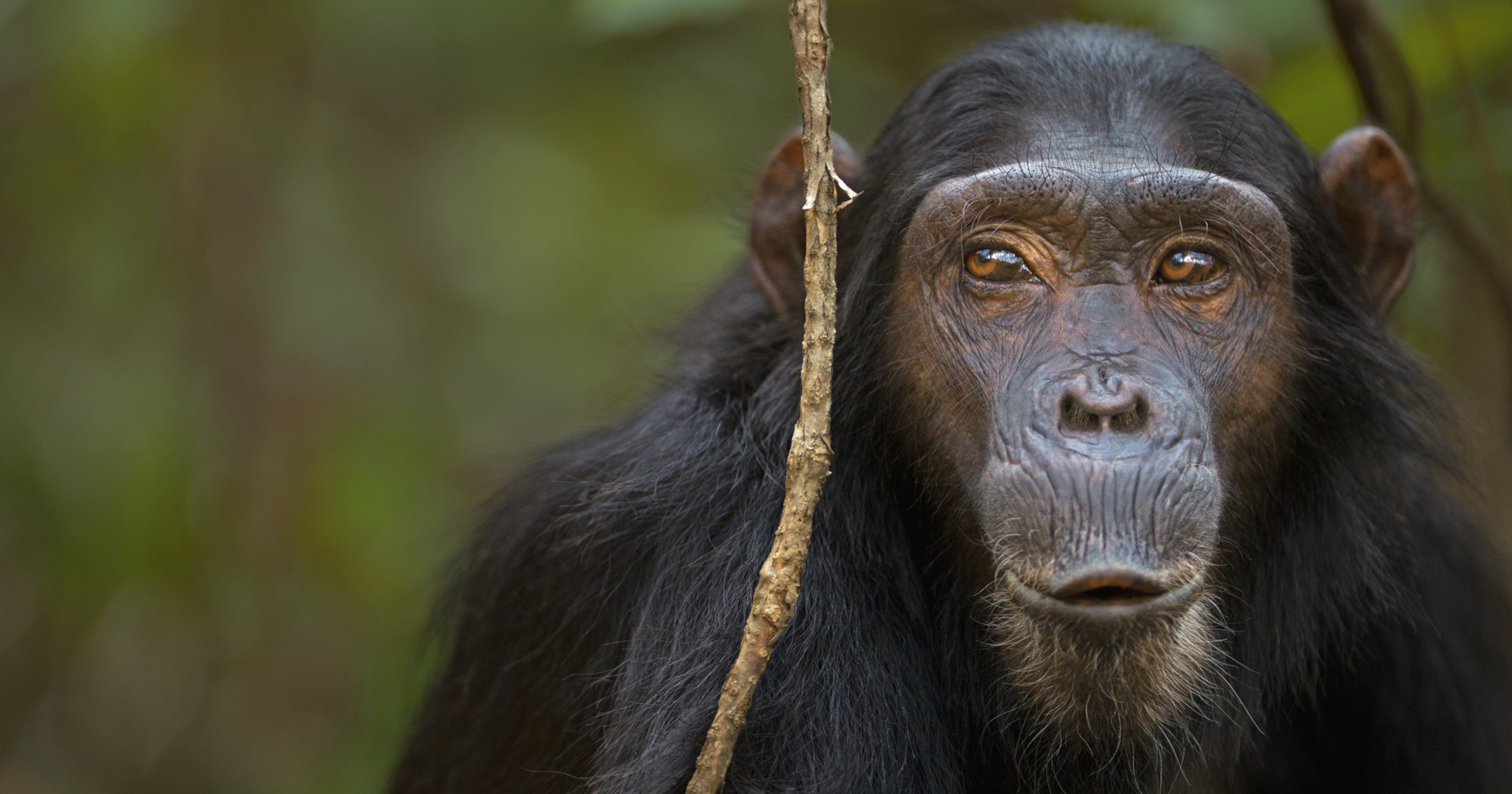 chimpanzee Samwise