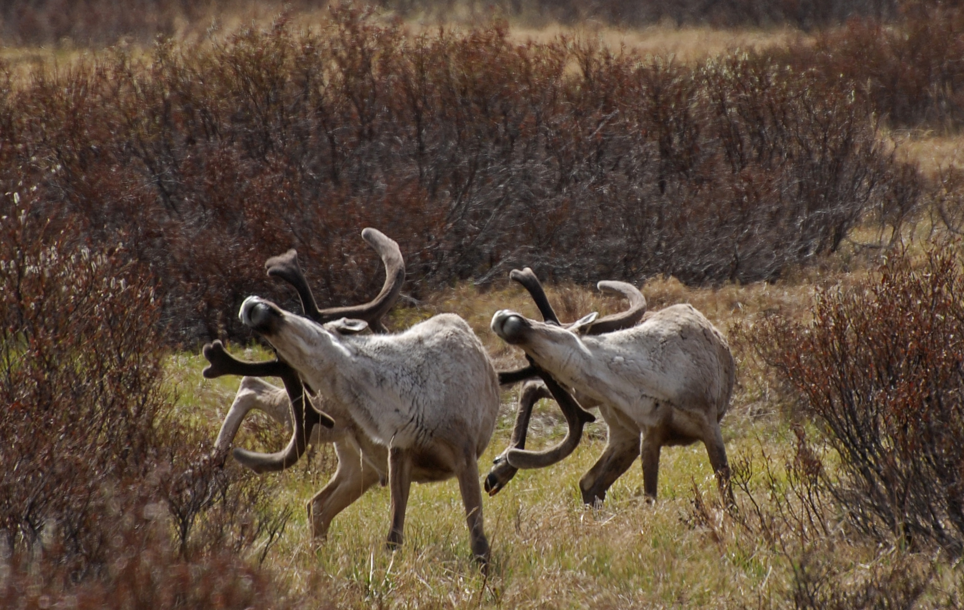 animal scratching