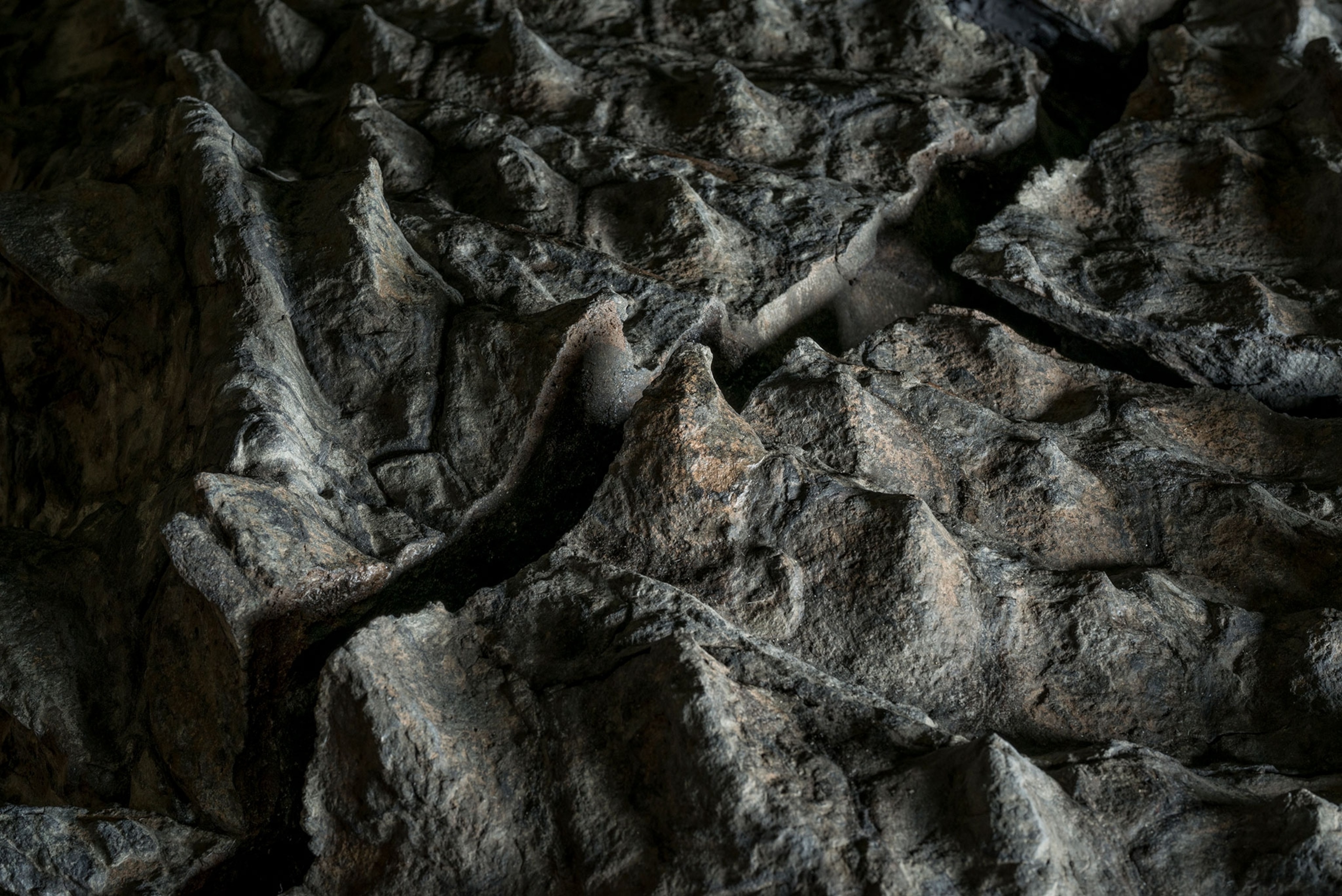 a ripple in an armored plates of a nodosaur fossil.