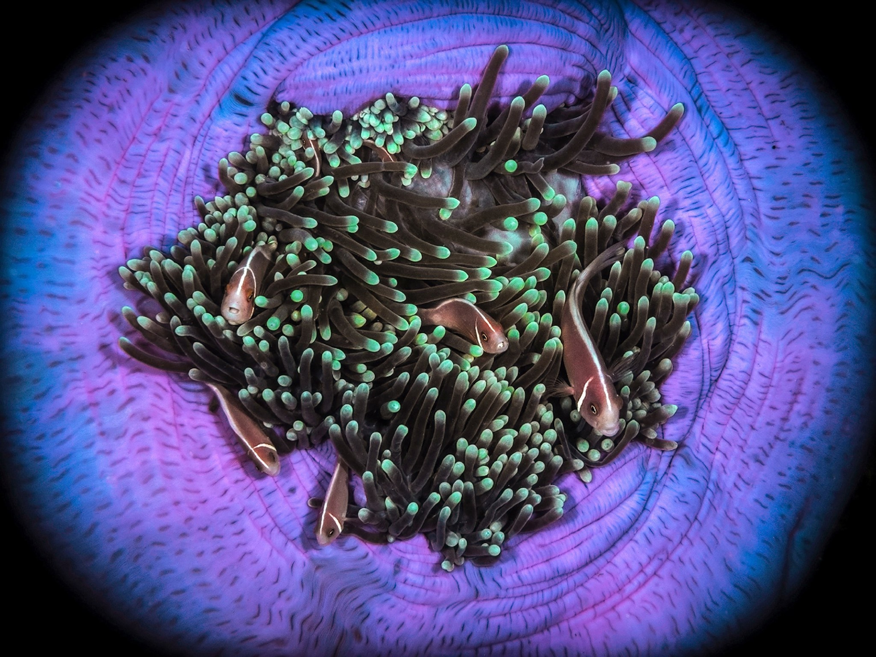 fish