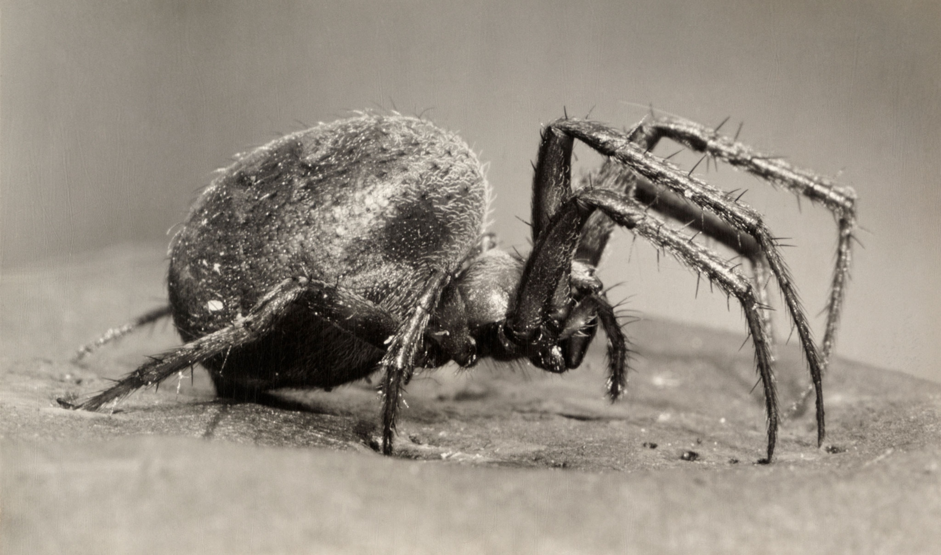 an orb weaving spider