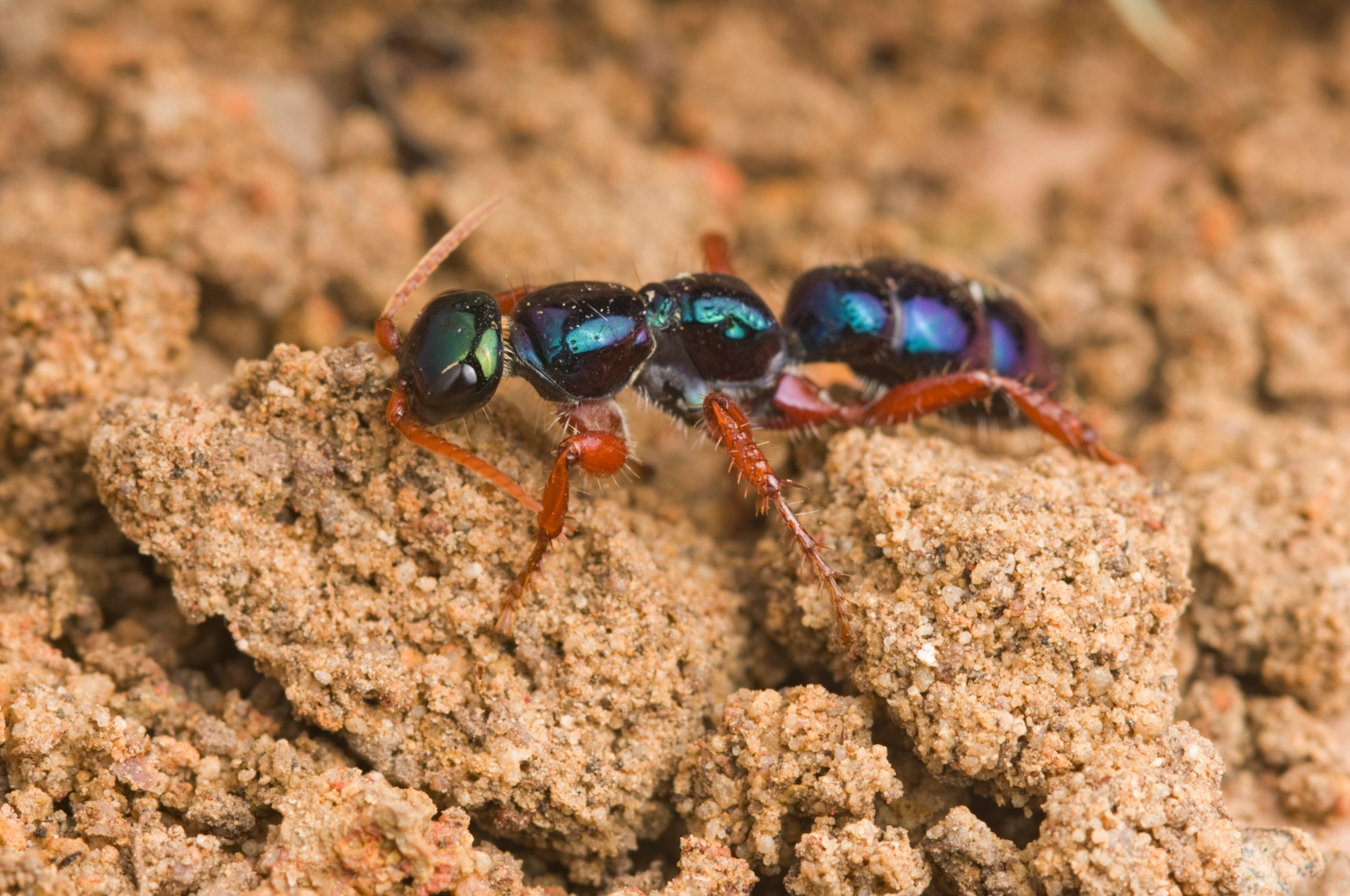 a blue ant