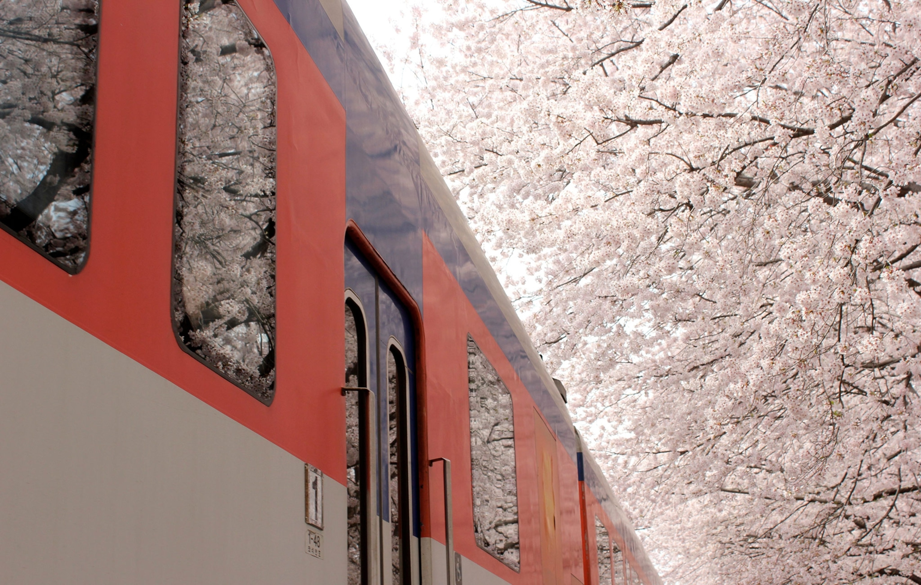 Cherry blossoms reflected on the window of a passing train