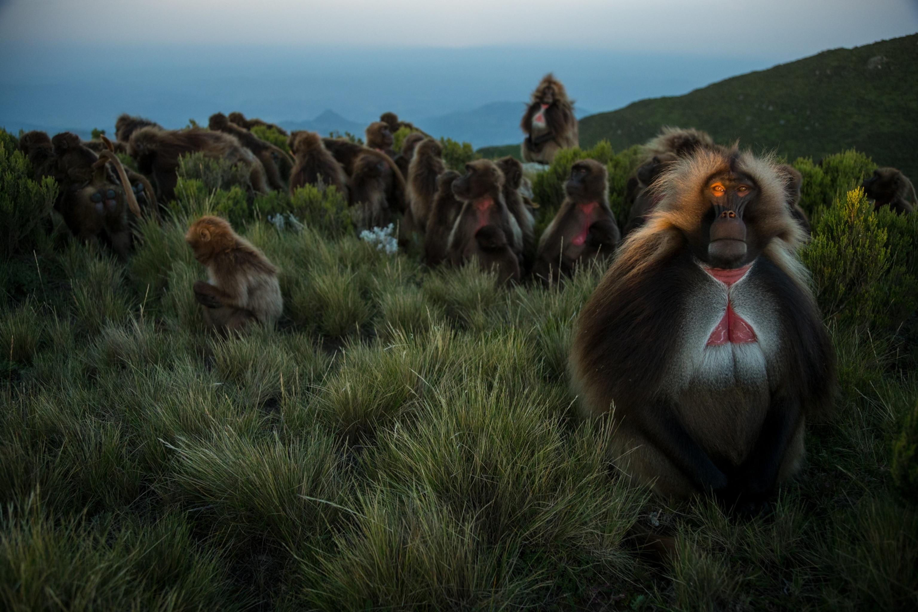 an adult male gelada keeping an eye out for threats as the sun sets on the guassa plateau