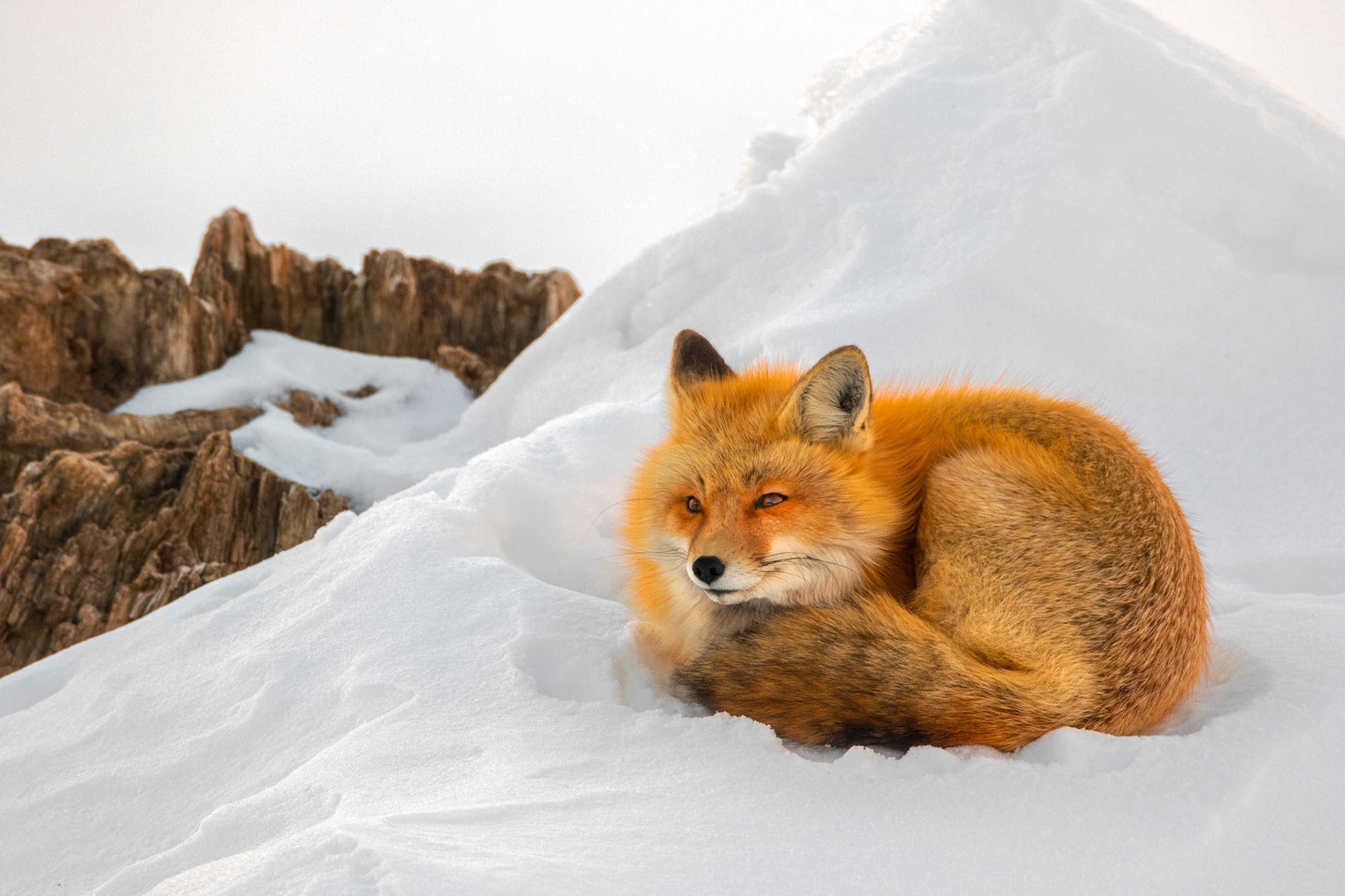 A red fox resting in the snow in Grand Teton National Park.