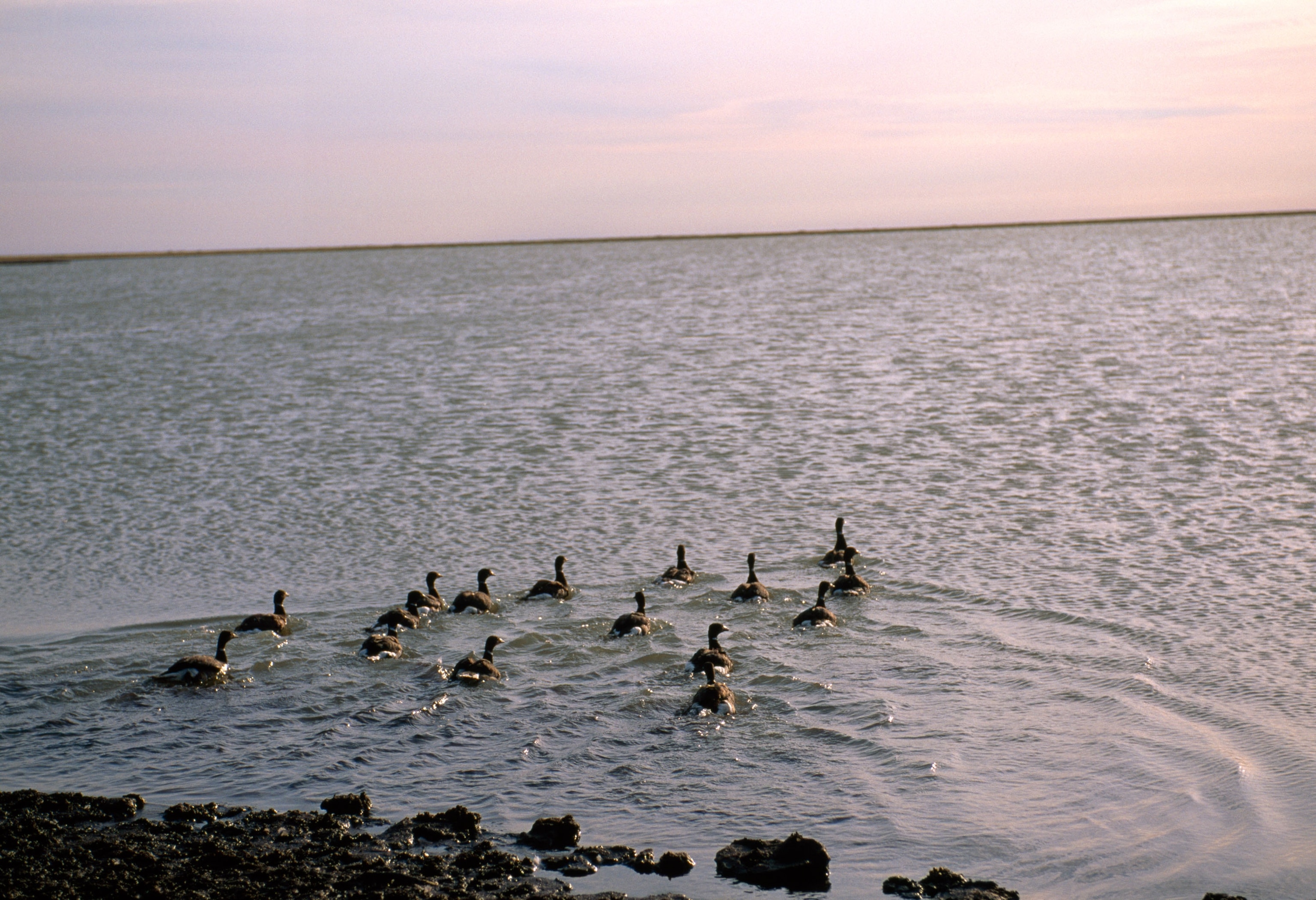 black brant geese