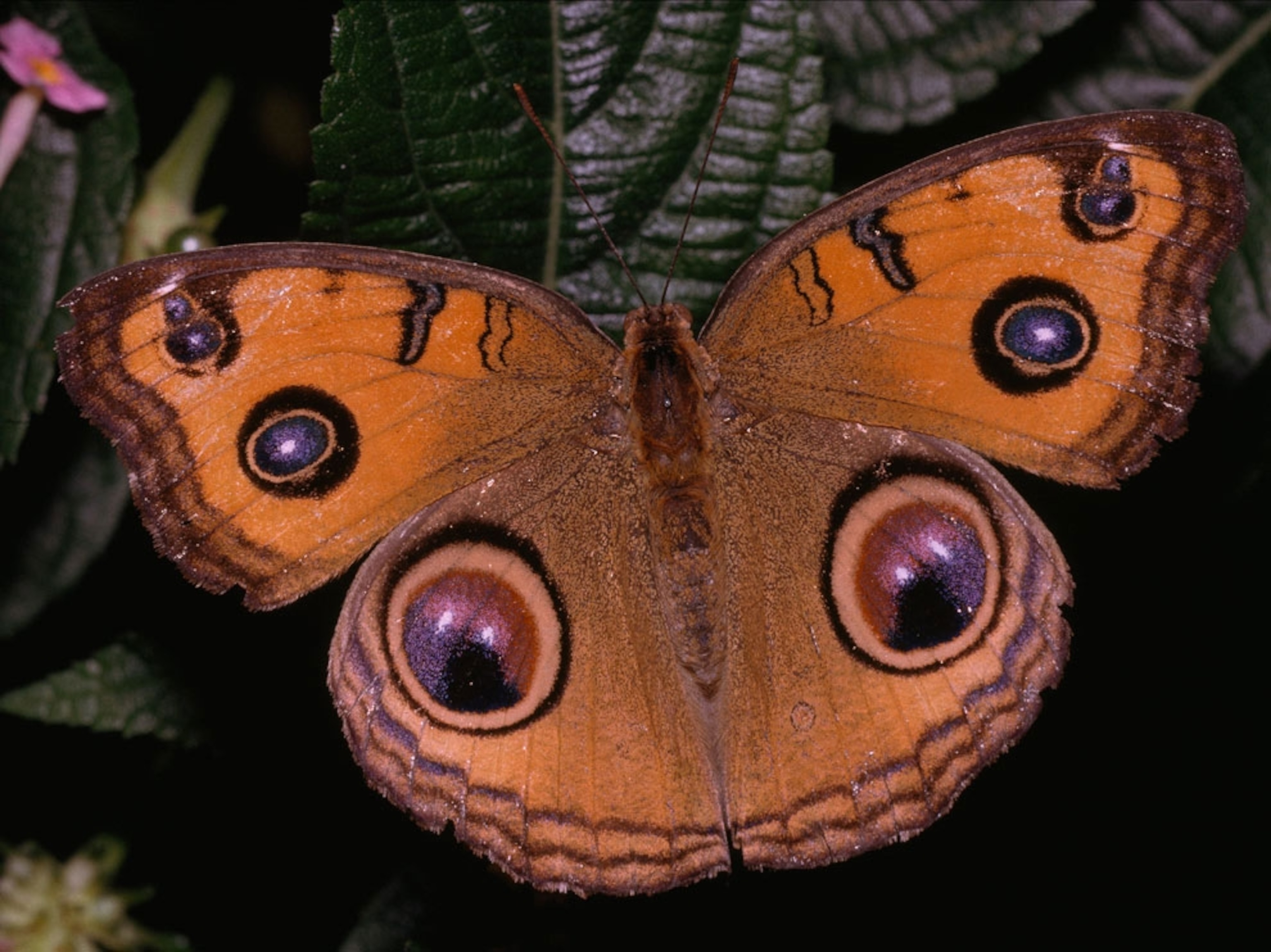 Peacock pansy butterfly
