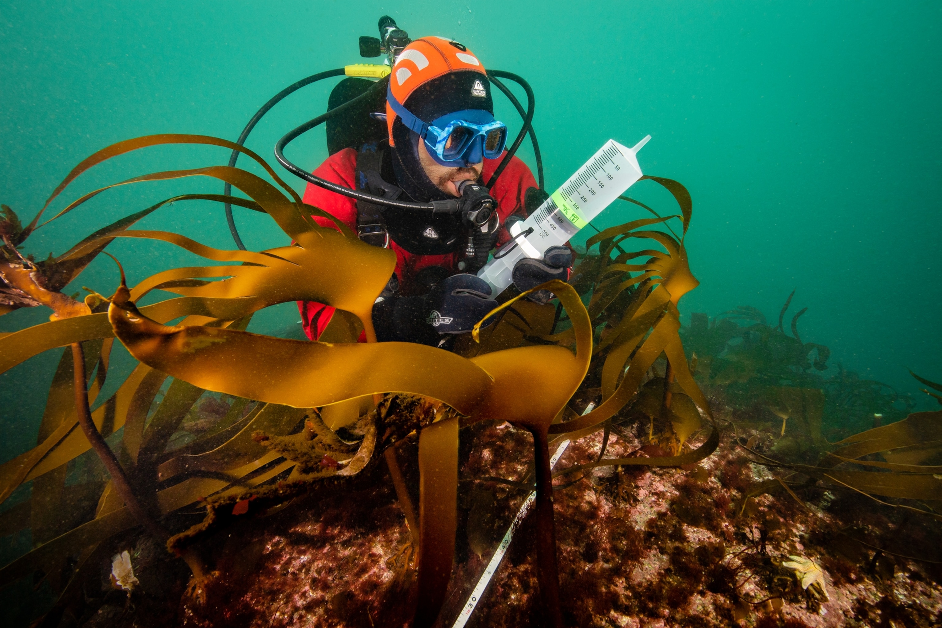 Diver underwater surrounded by seaweed holding syringe collecting samples.