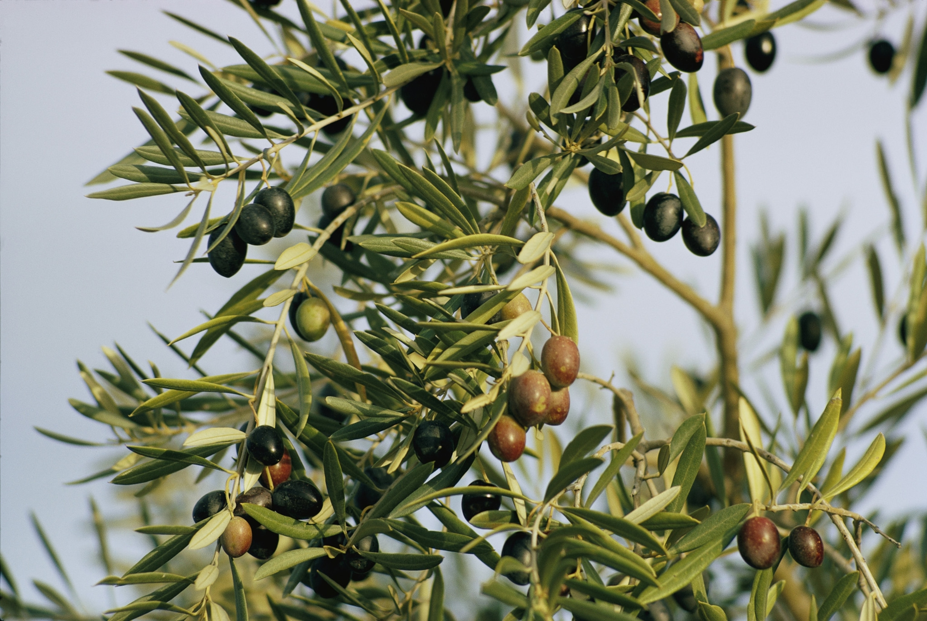 Green olives are photographed from bellow.