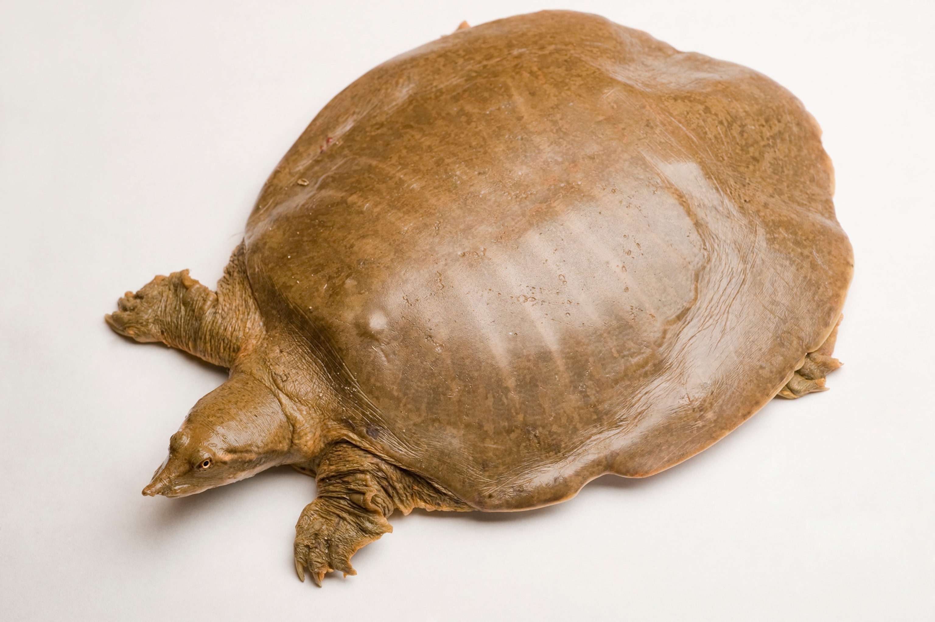 a smooth softshell turtle