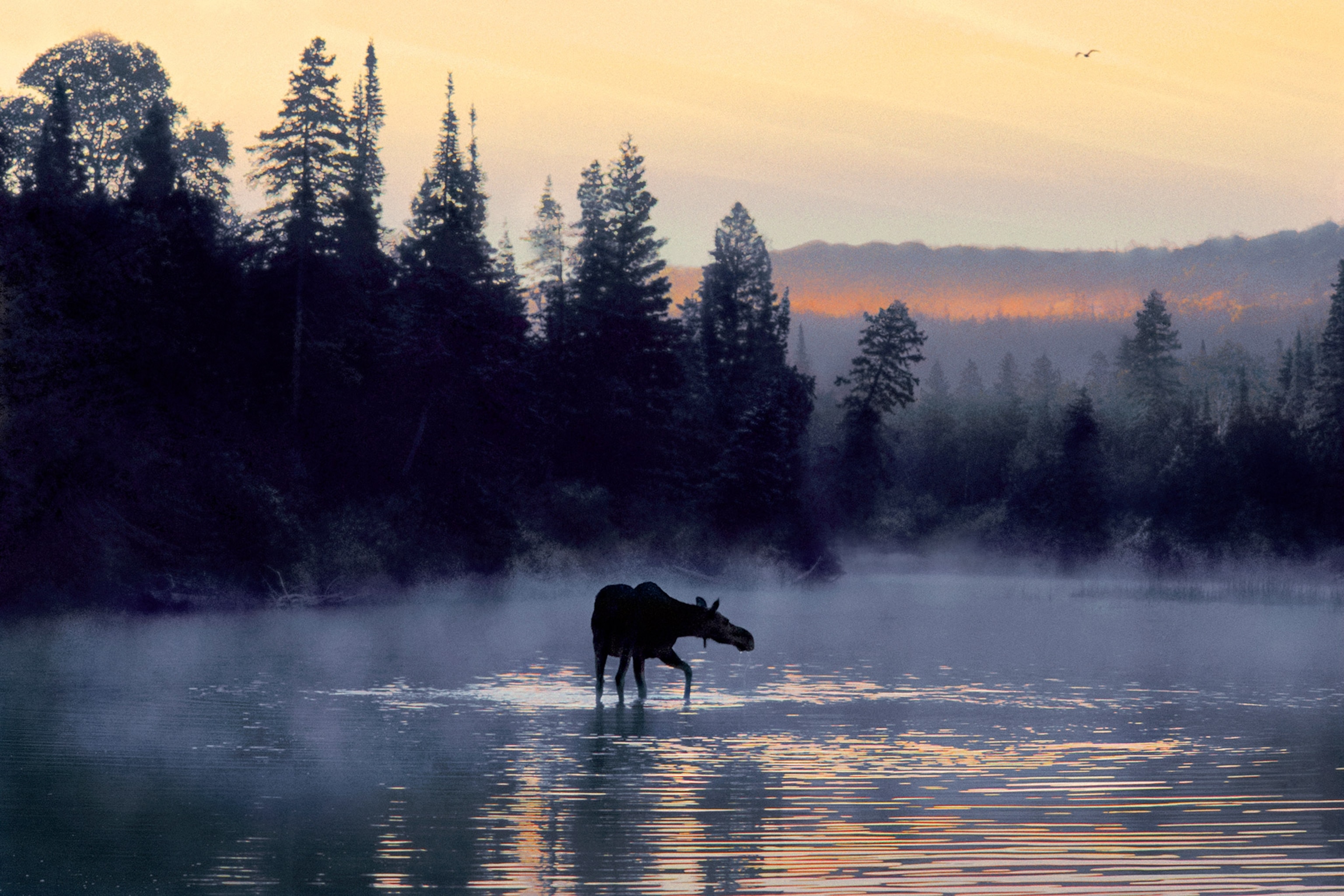 a moose wading through water, Isle Royale National Park, Michigan