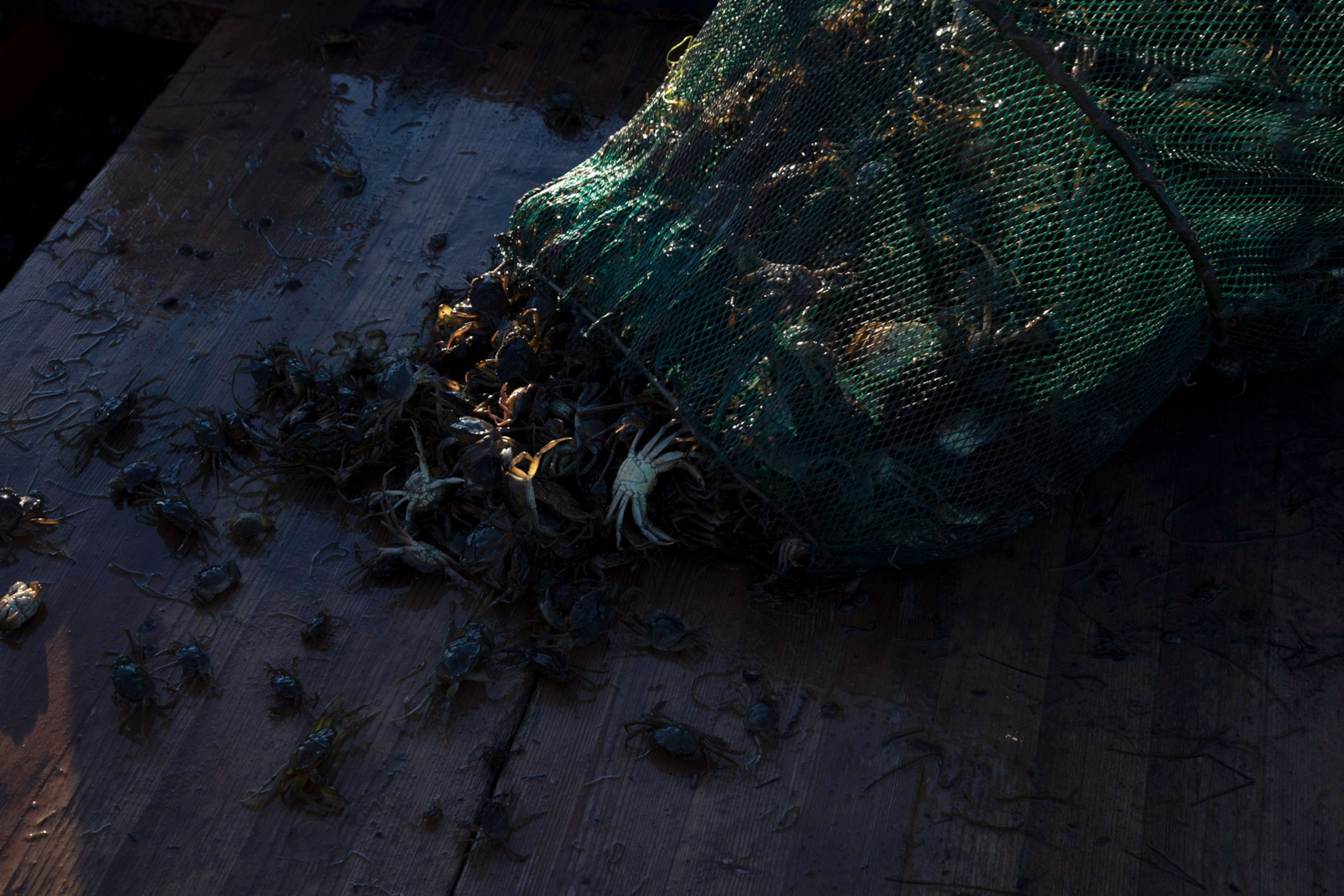 A cluster of freshly caught crabs from a net in the Venice Lagoon
