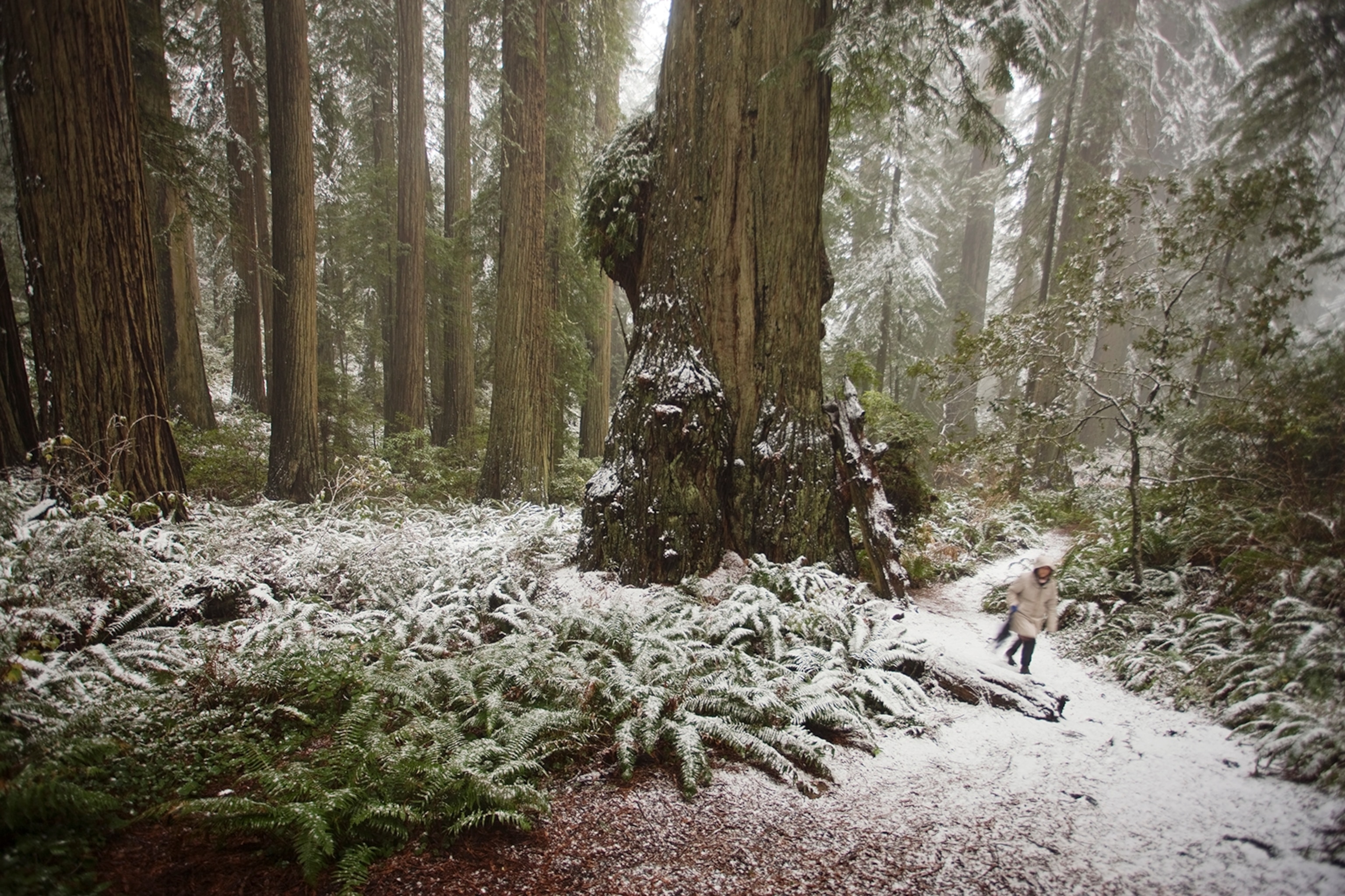 snow in Del Norte Coast Redwoods State Park