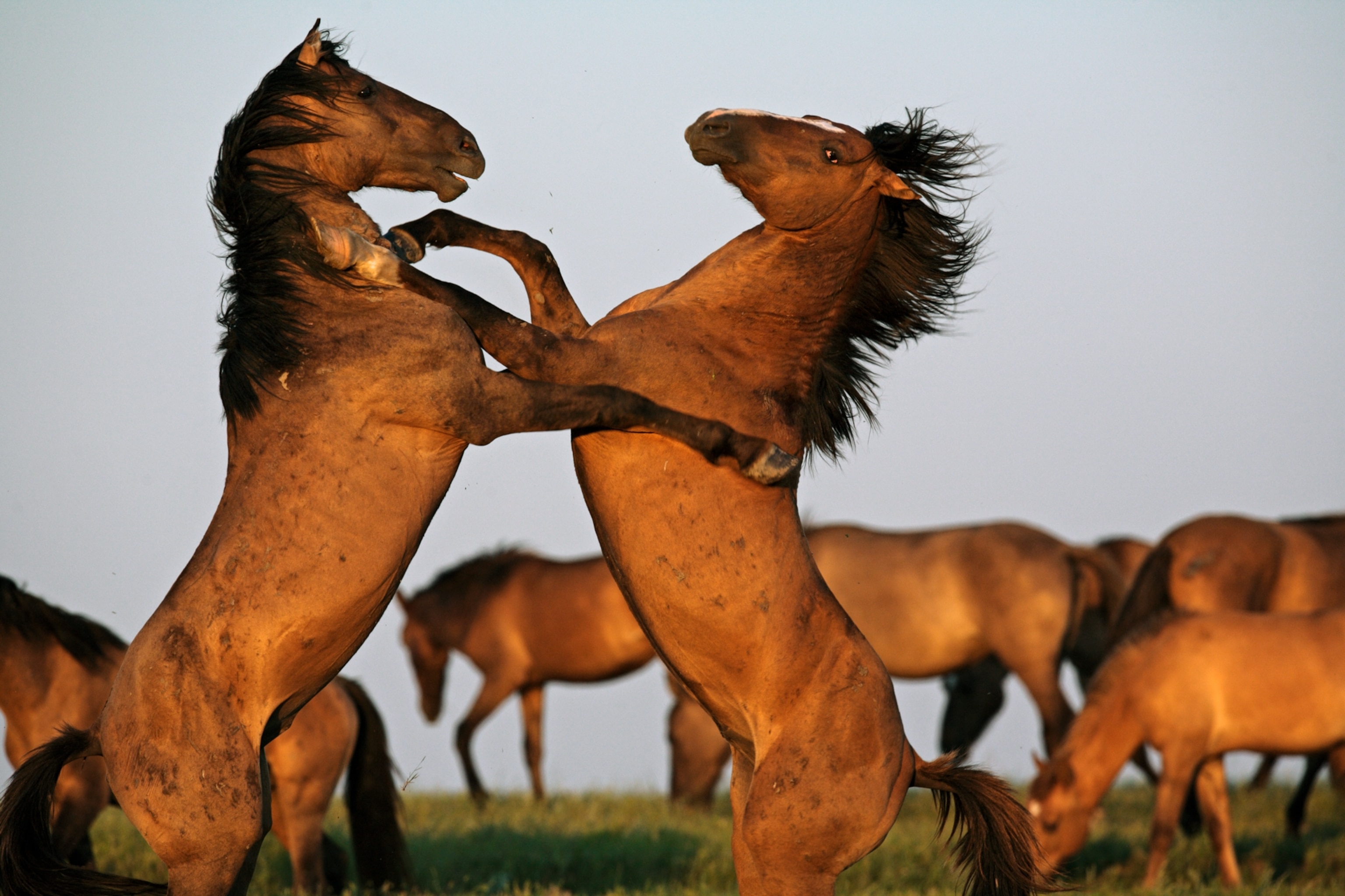 two stallions fighting at a wild horse conservation center in South Dakota
