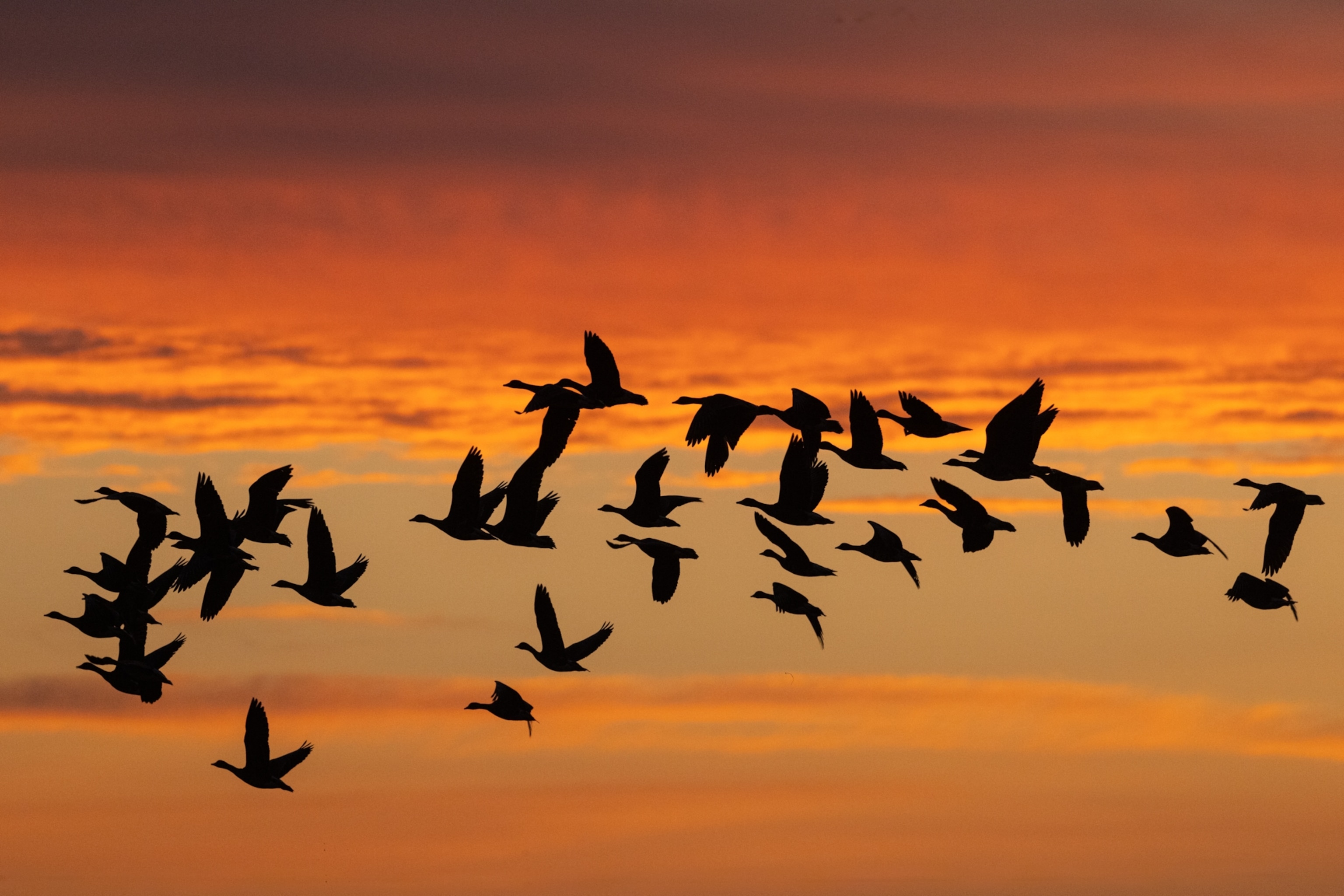 A flock of Tule geese are silhouetted as they fly during golden hour.