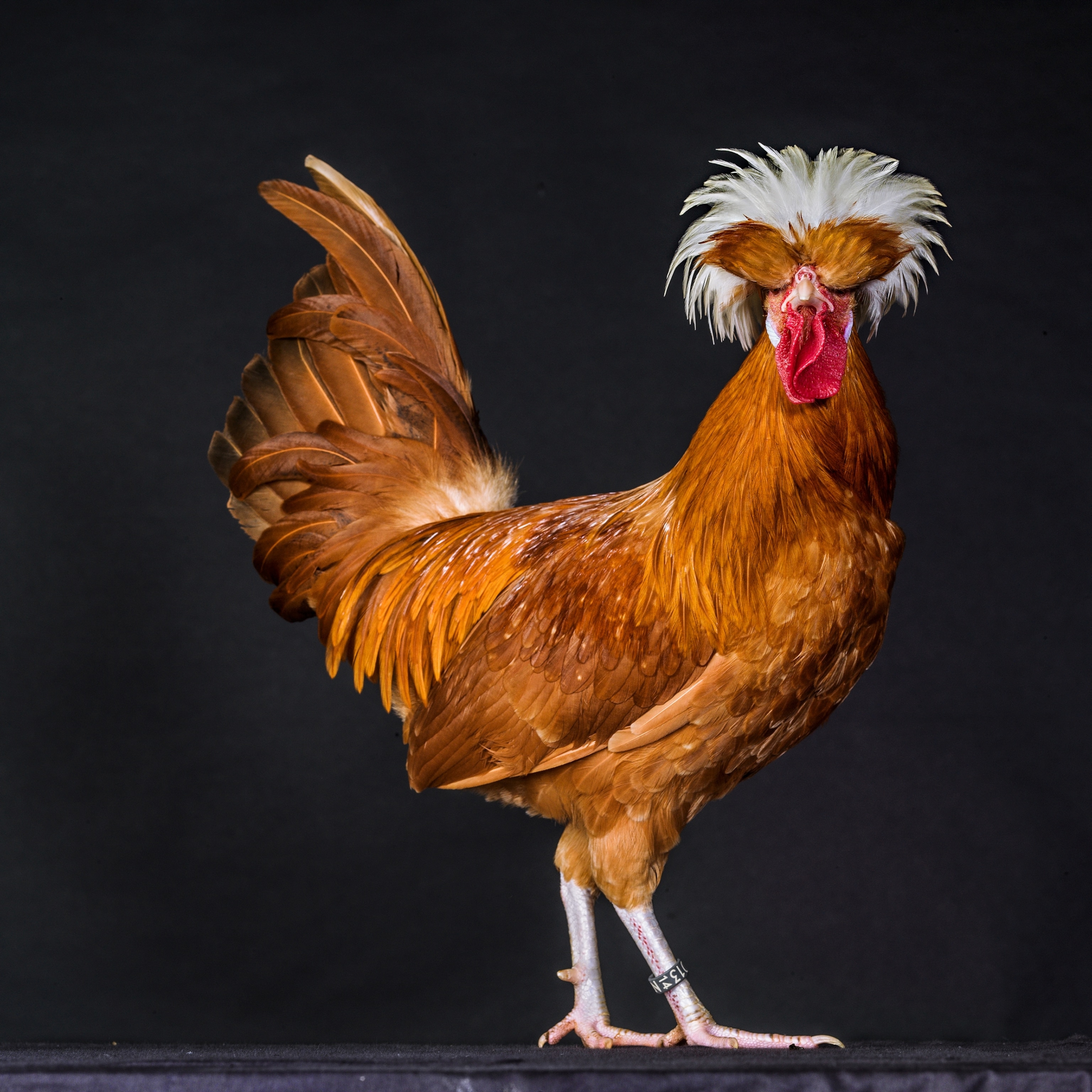 Picture of rust colored rooster with white head plumage.