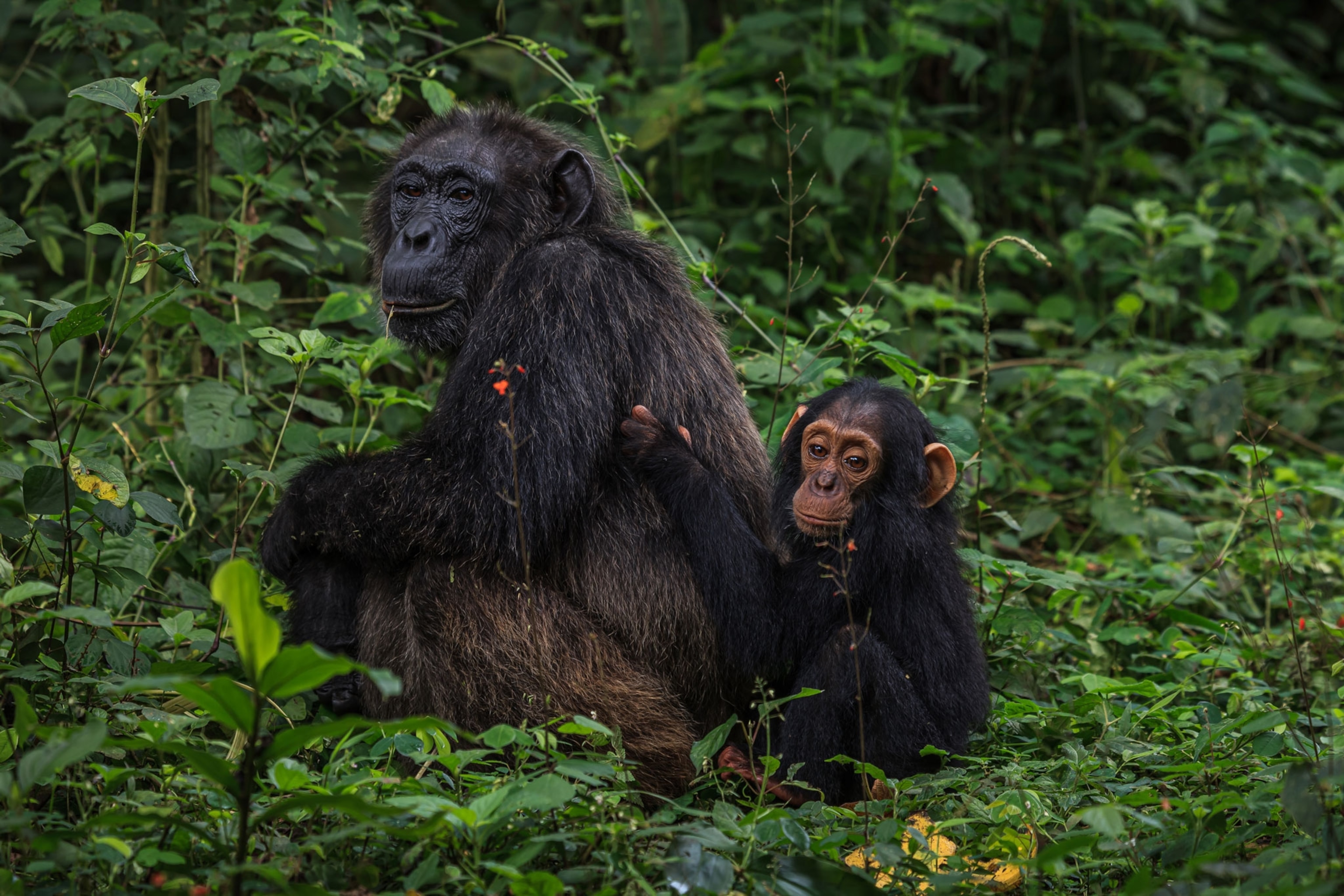 Two chimps